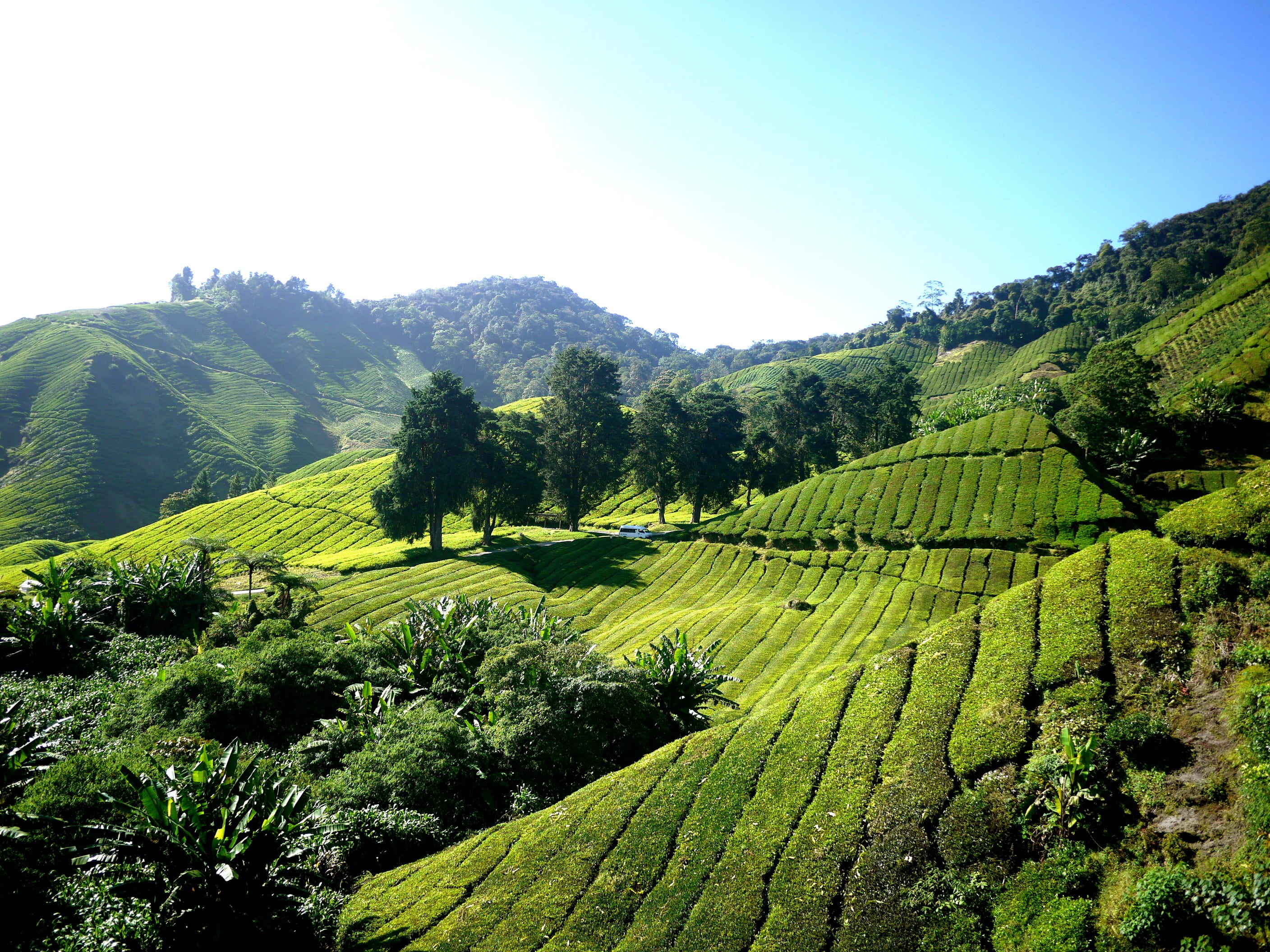 green grass field on mountain at daytime, tea plantation, tea farm