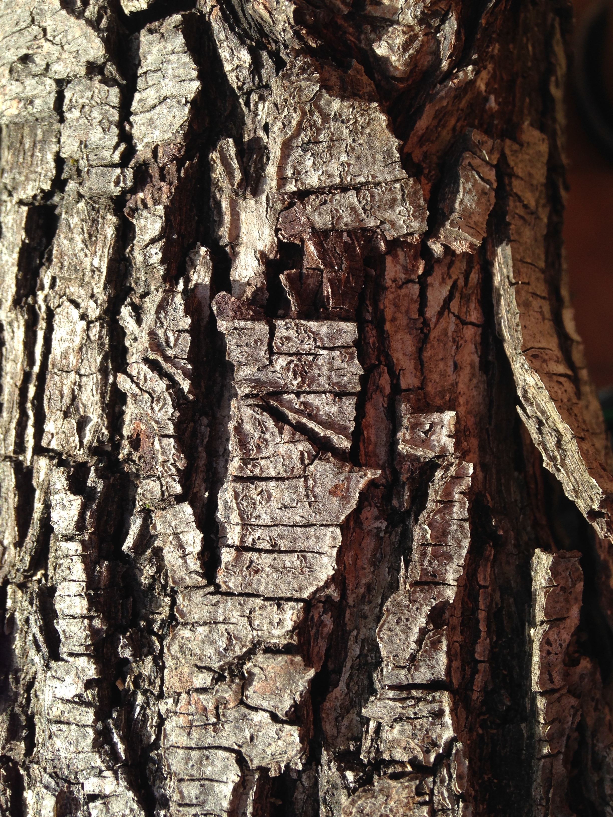 bark, tree, texture, trunk, tree bark, tree bark texture, tree trunk