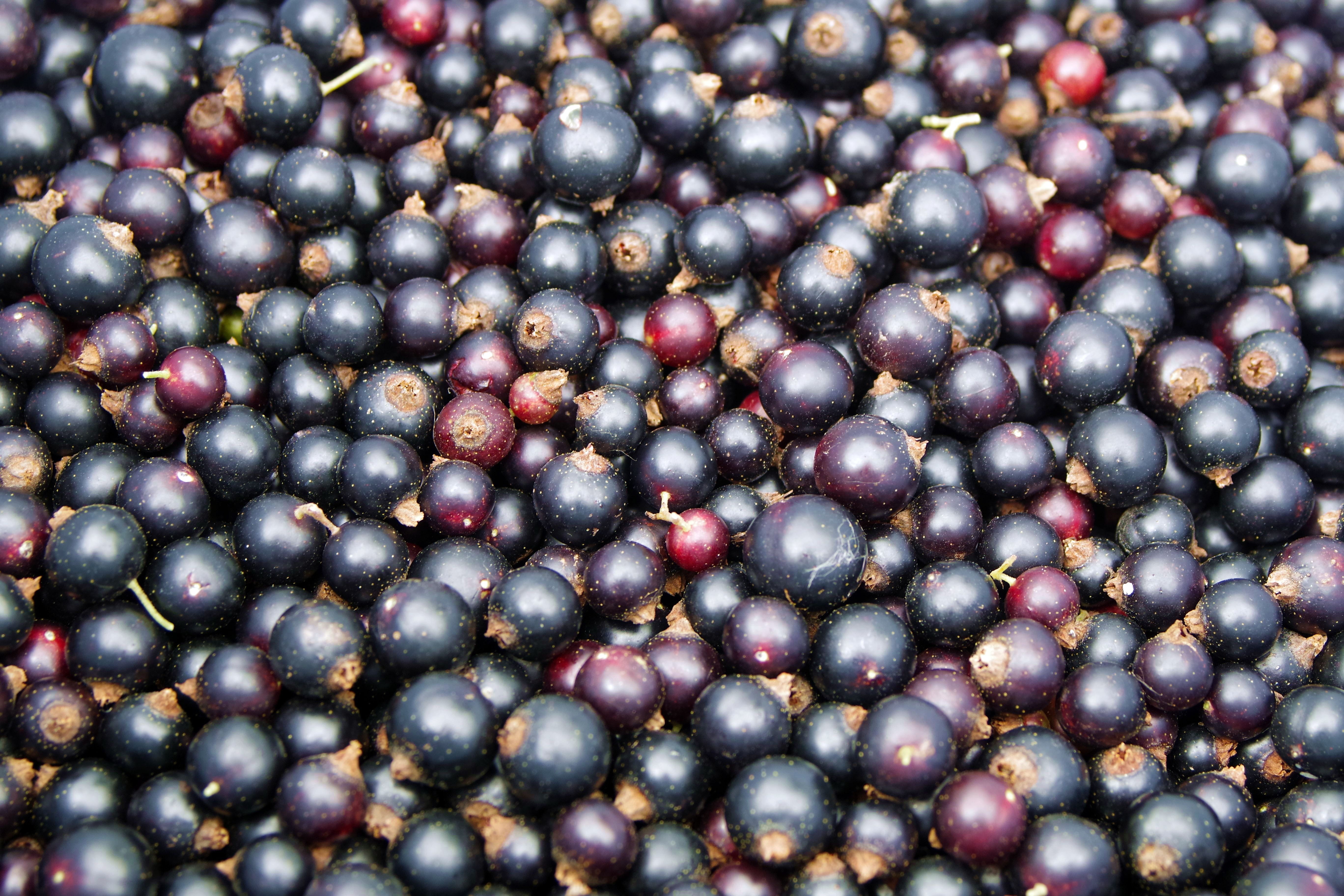 Black Currant, Black, Currant, Fruit, vitamins, jam, compote