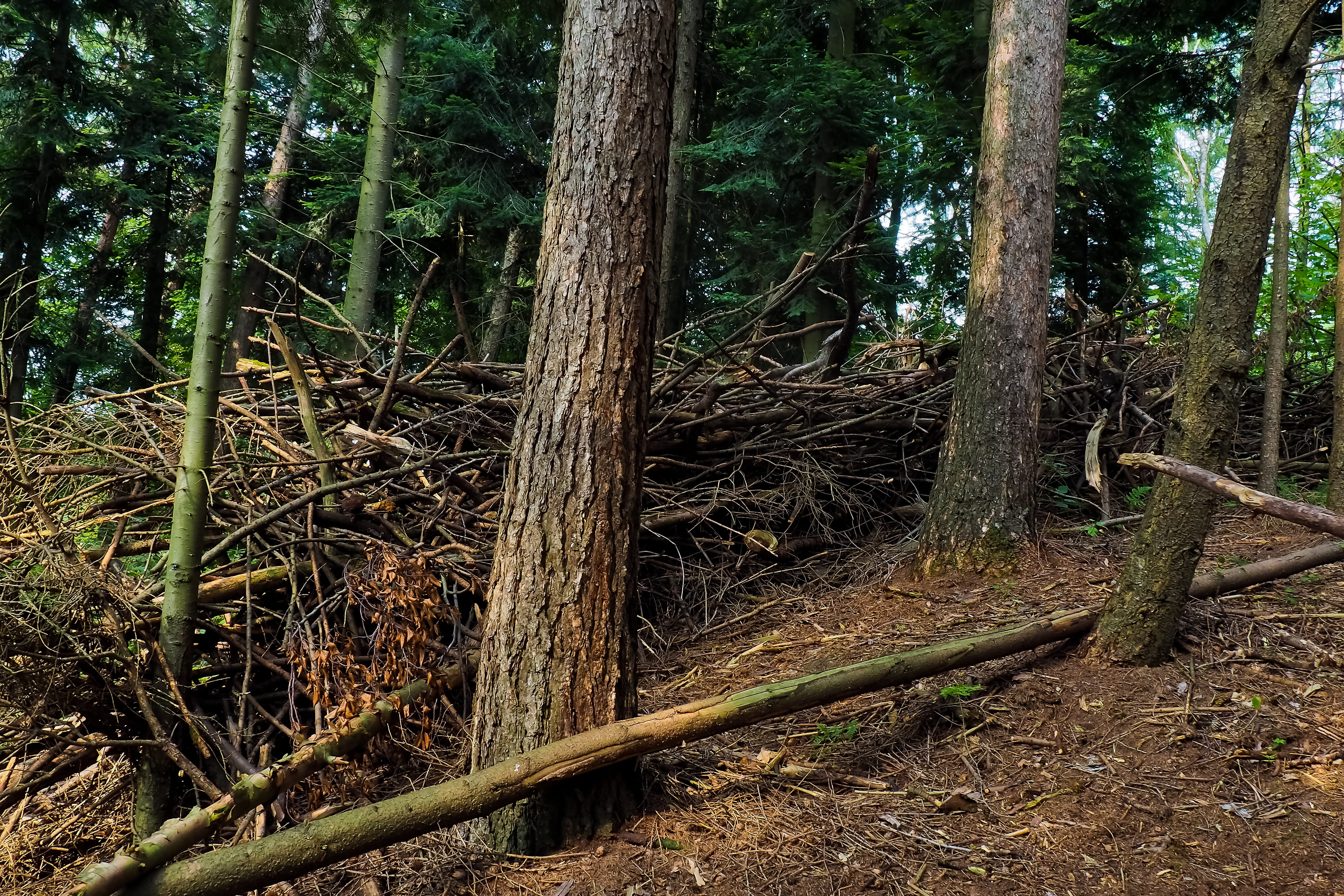 forest, trees, branches, landscape, forests, old tree, log