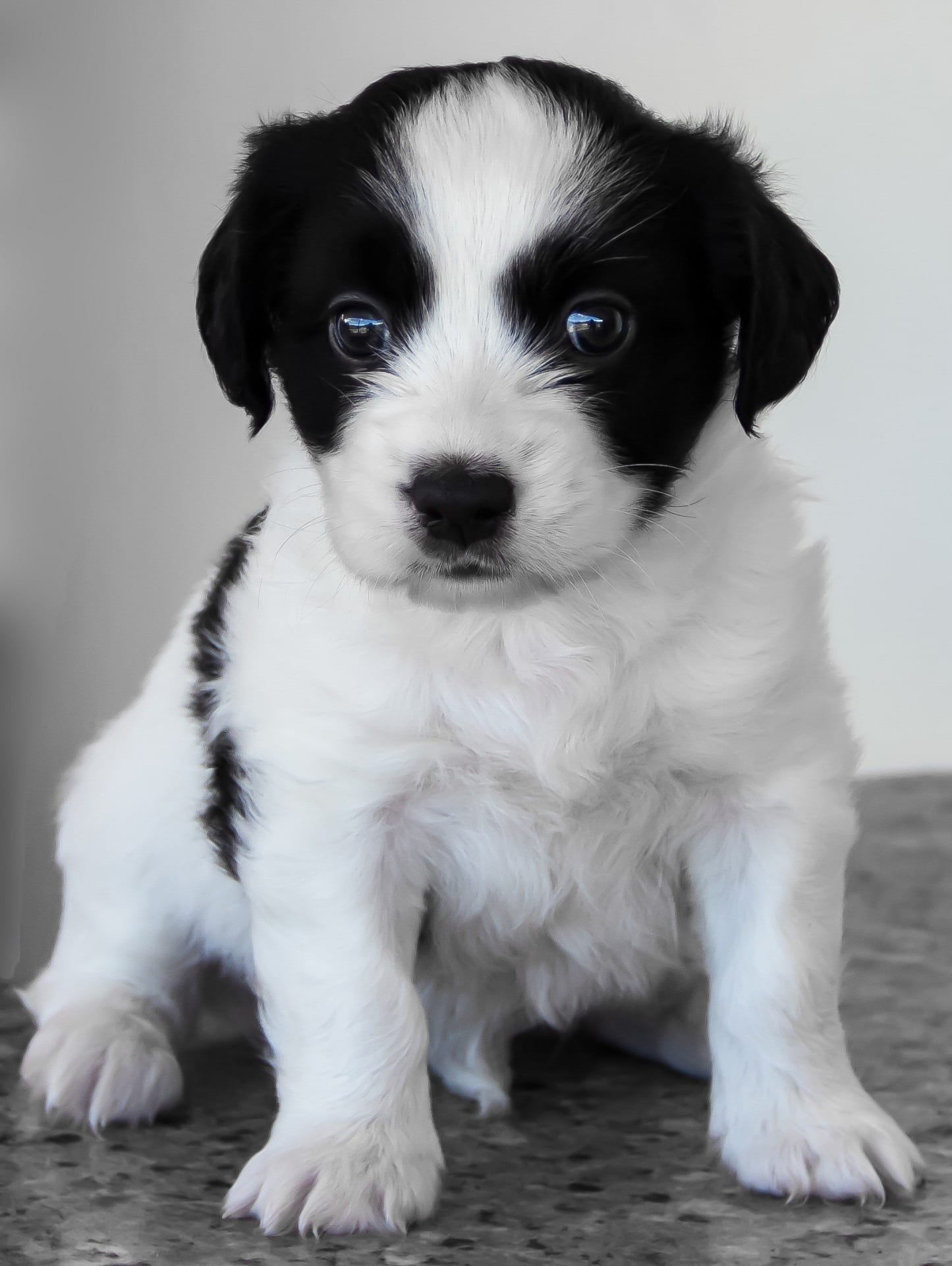 medium-coated white and black puppy, dog, pet, cute, baby, animal