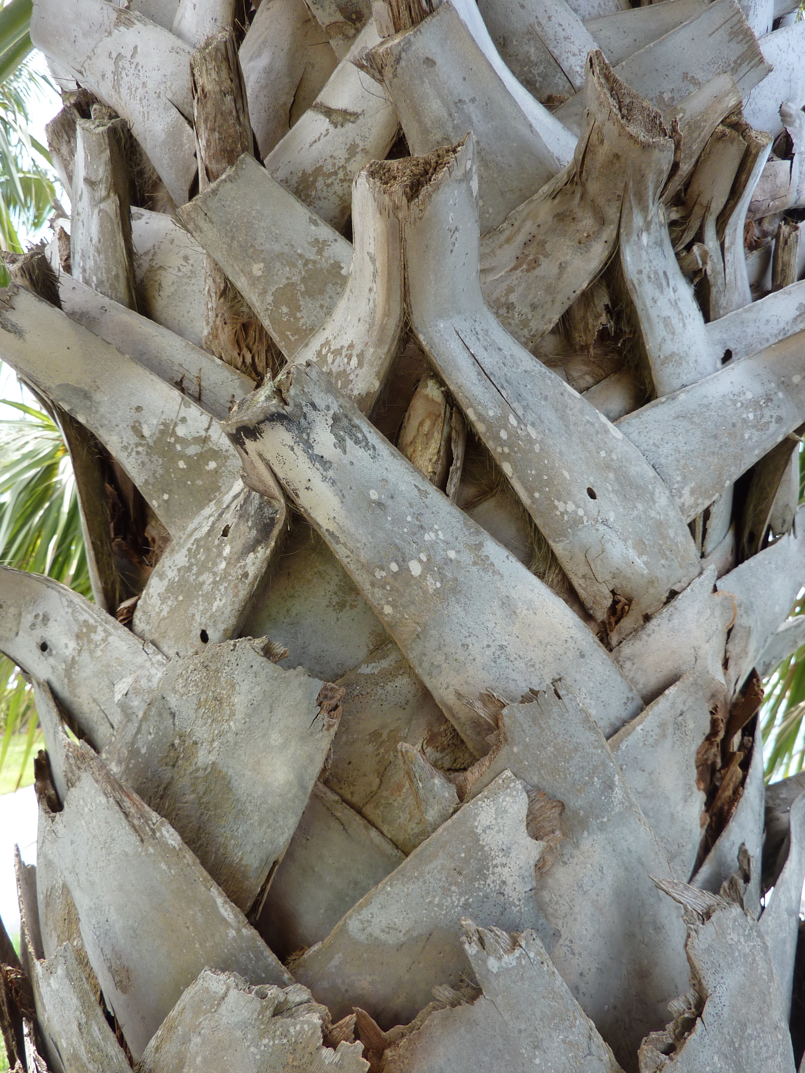 tree bark, texture, nature, pattern, plant, brown, full frame