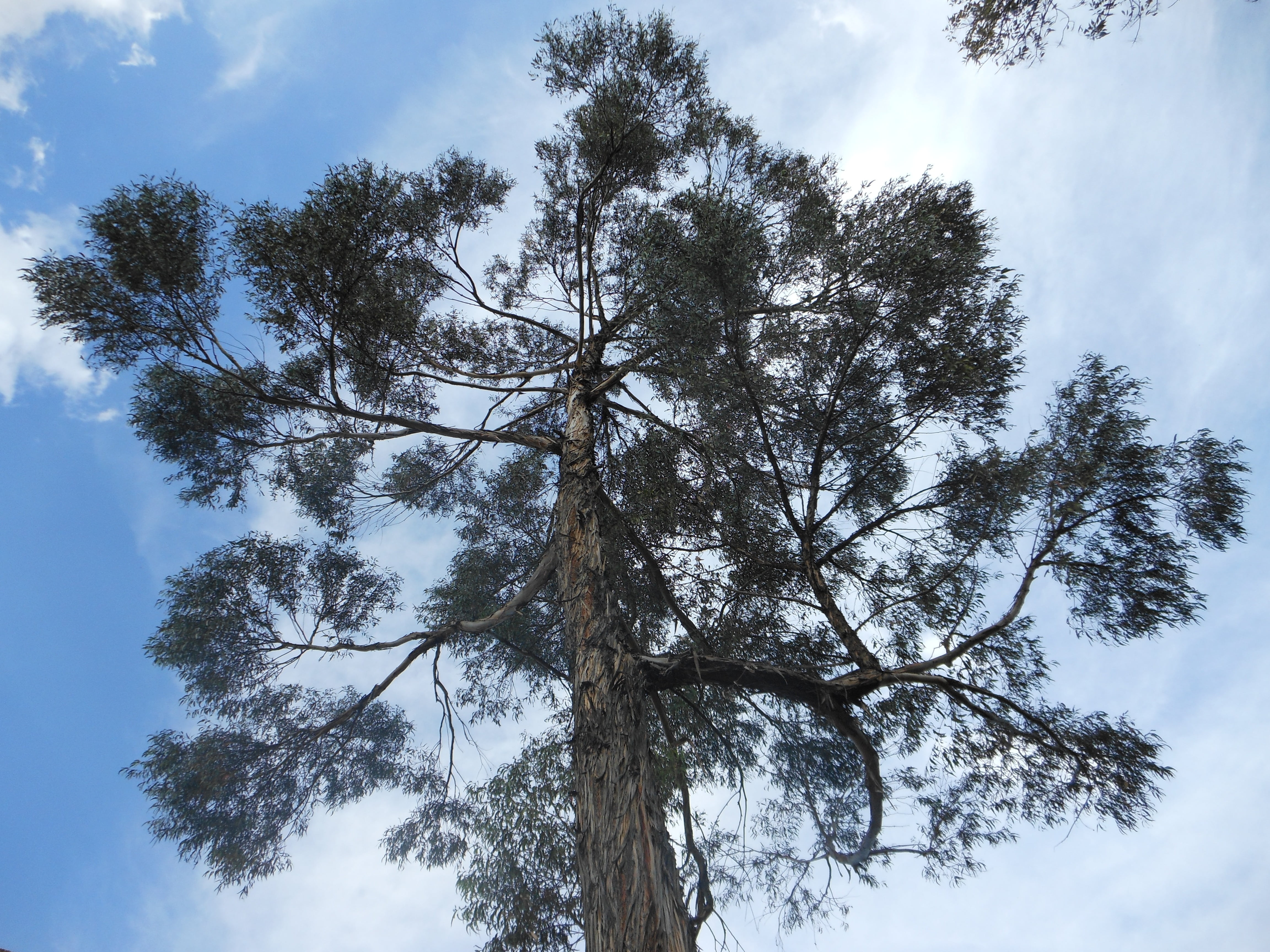 tree, sky, clouds, trees, plant, low angle view, cloud - sky