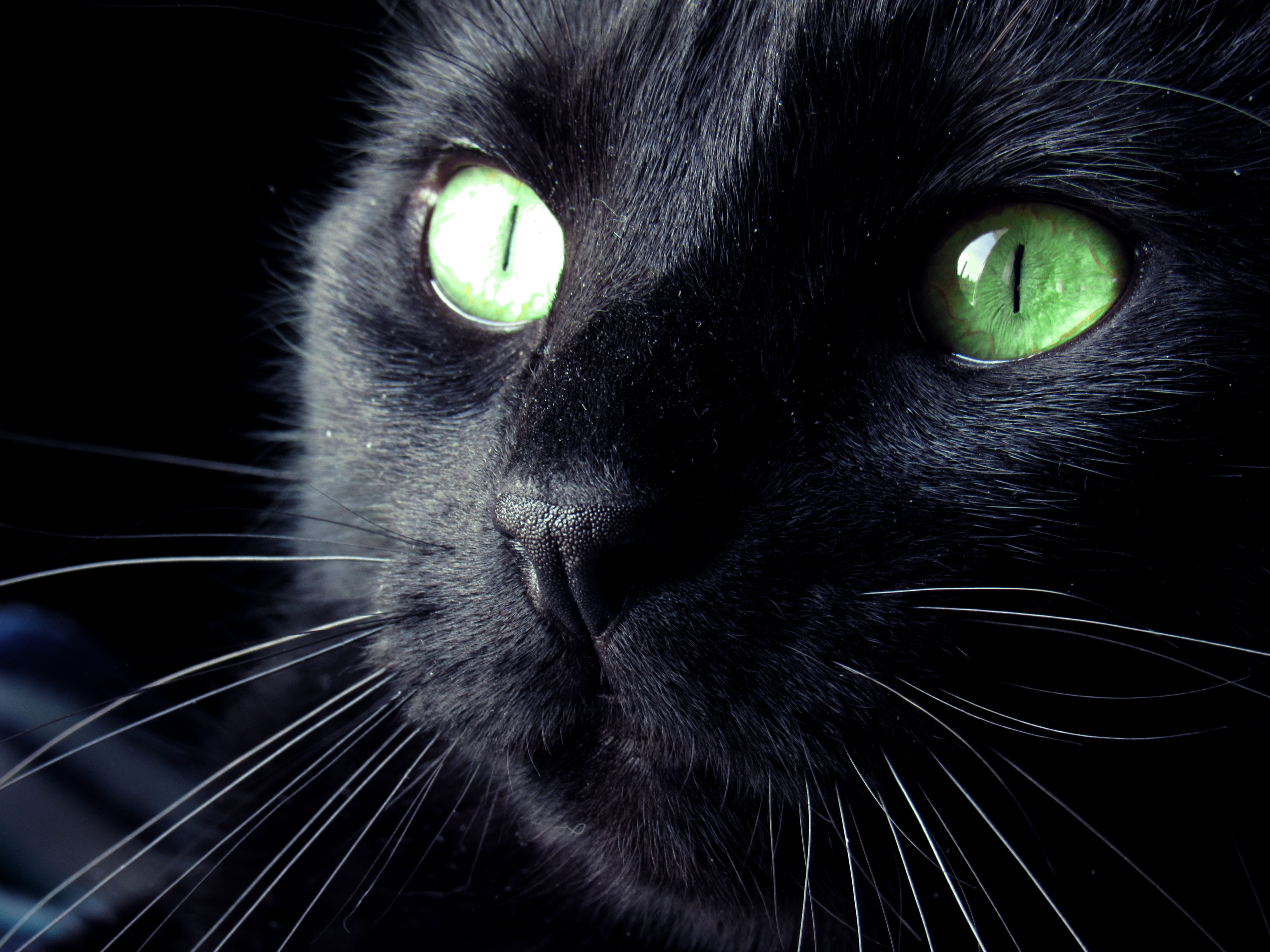 Free download | HD wallpaper: black cat, Black, Eyes, Closeup, Feline ...