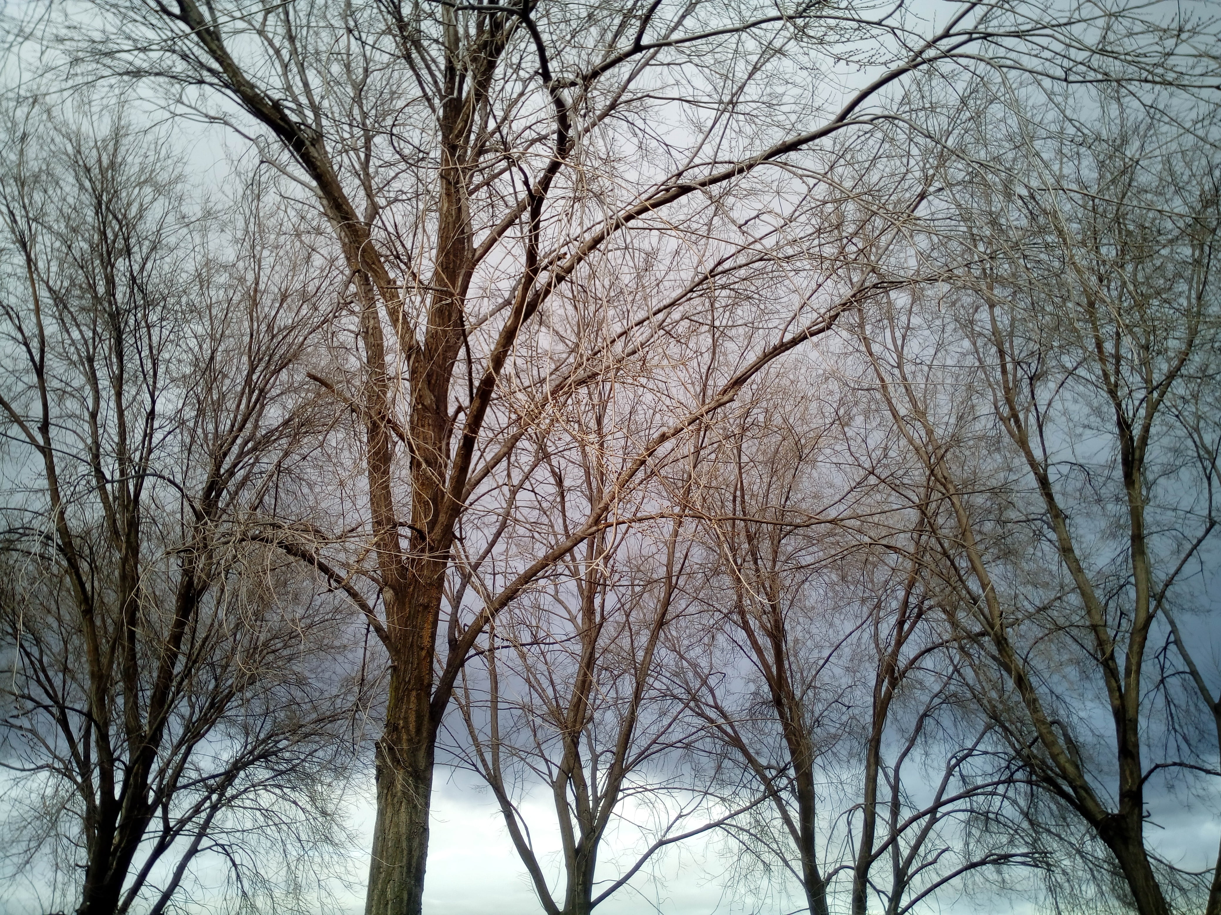 winter, cold, trees, leaves, sky, branches, bare tree, plant
