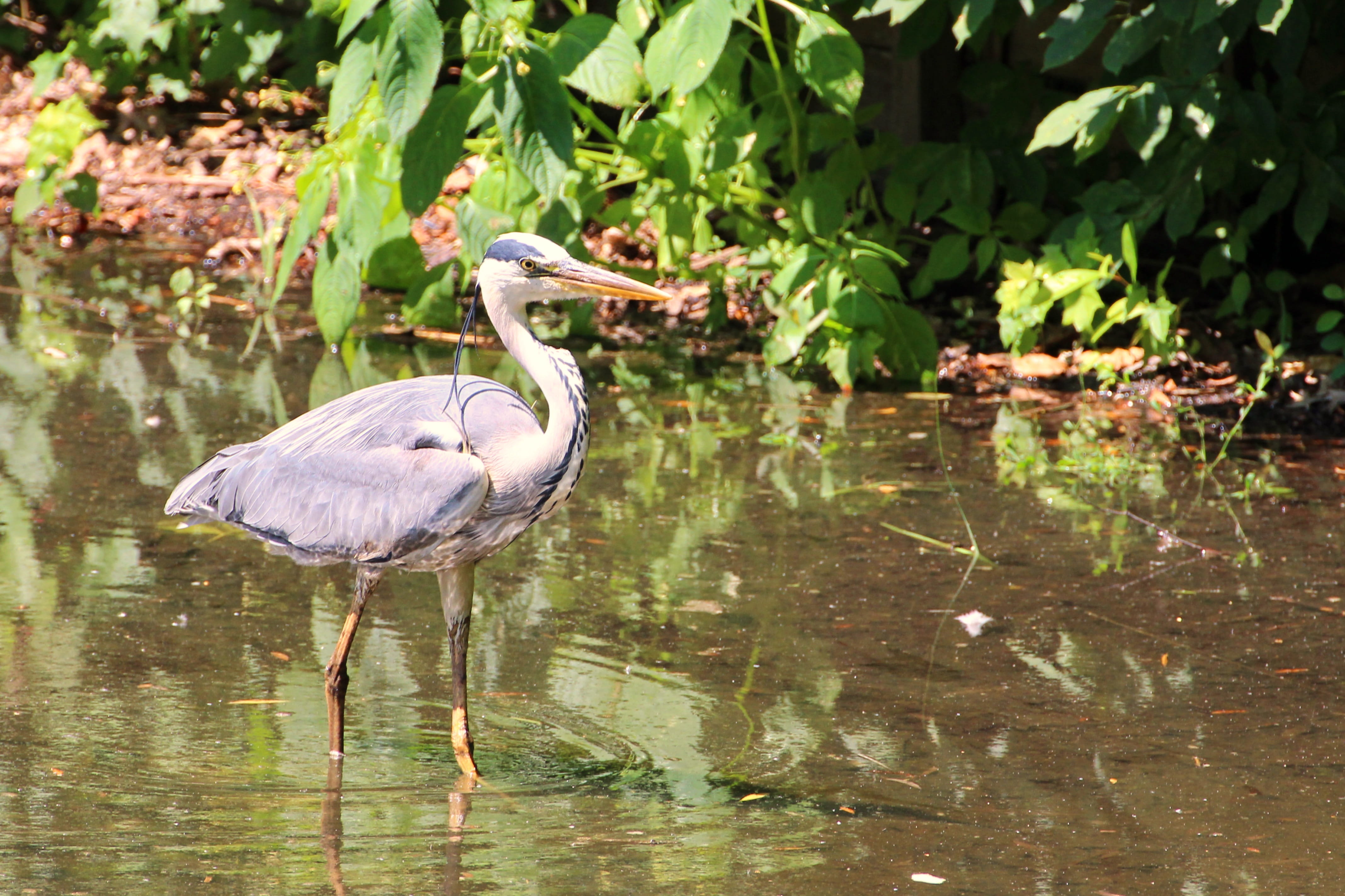Grey Heron, Bird, Eastern, intervention, water, plumage, fish eater