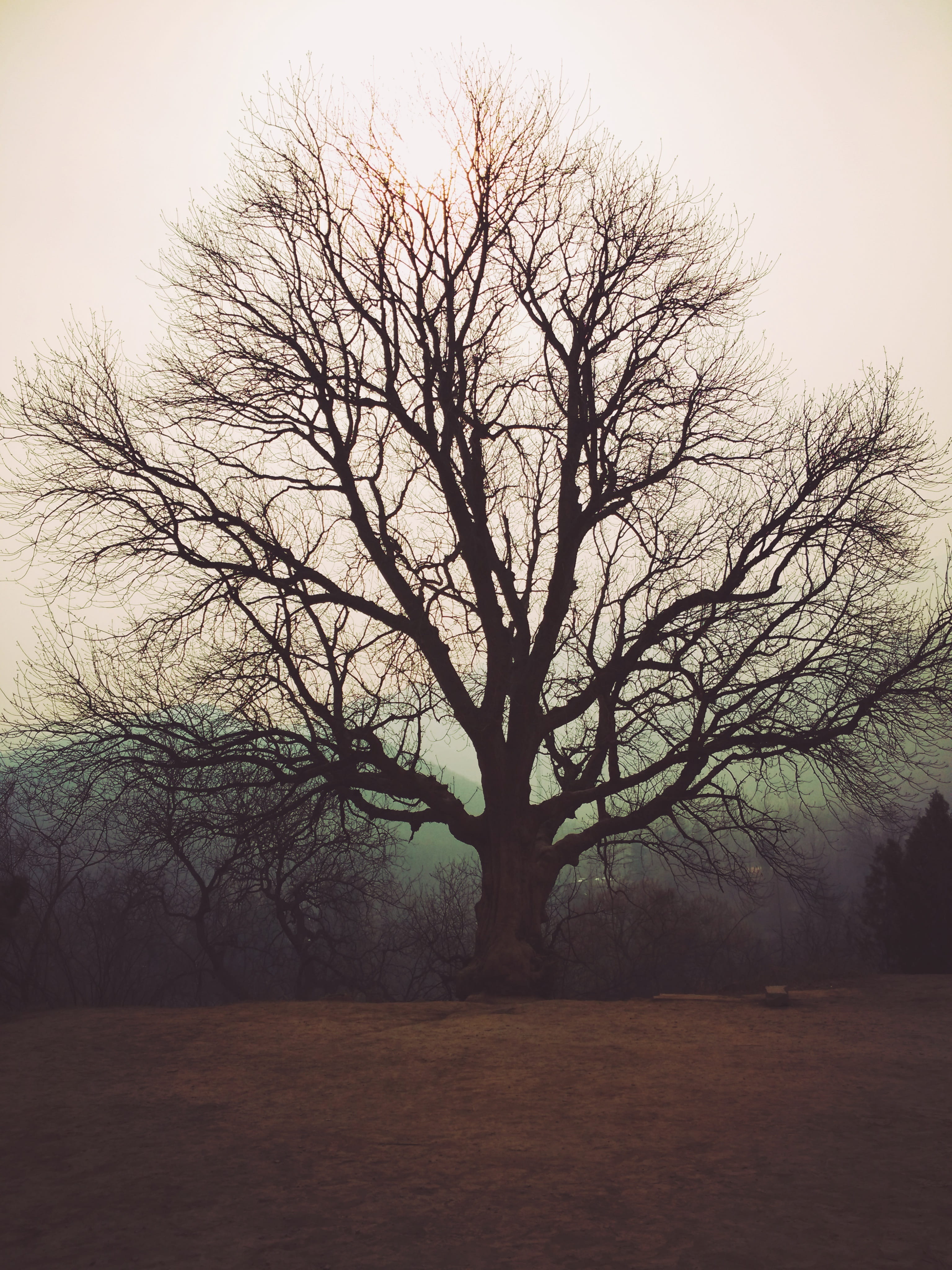 Zen, Tree, Empty, bare tree, tranquility, nature, branch, winter