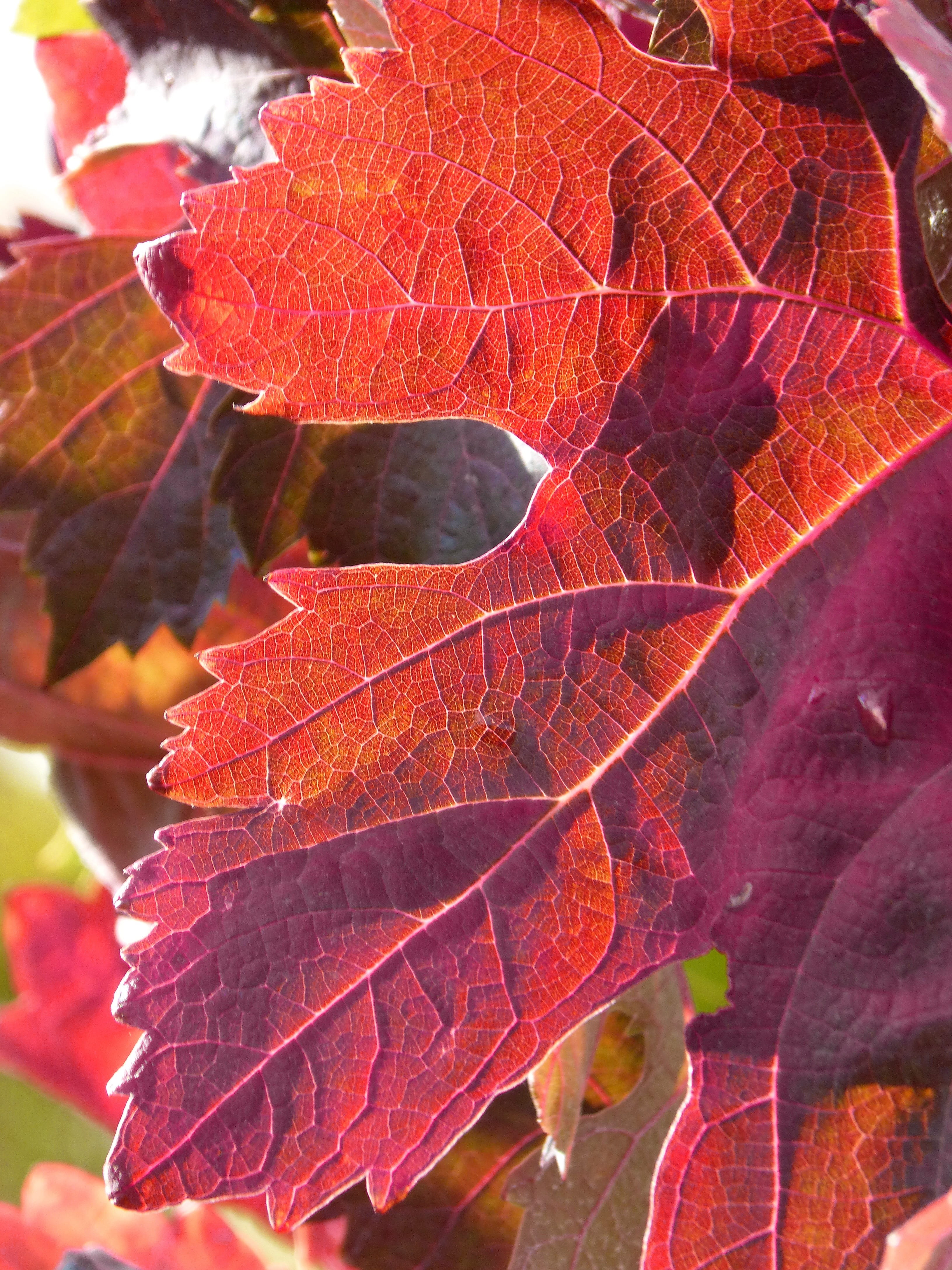 Red Leaf, Vine, vine leaf, october, backlight, autumn, change