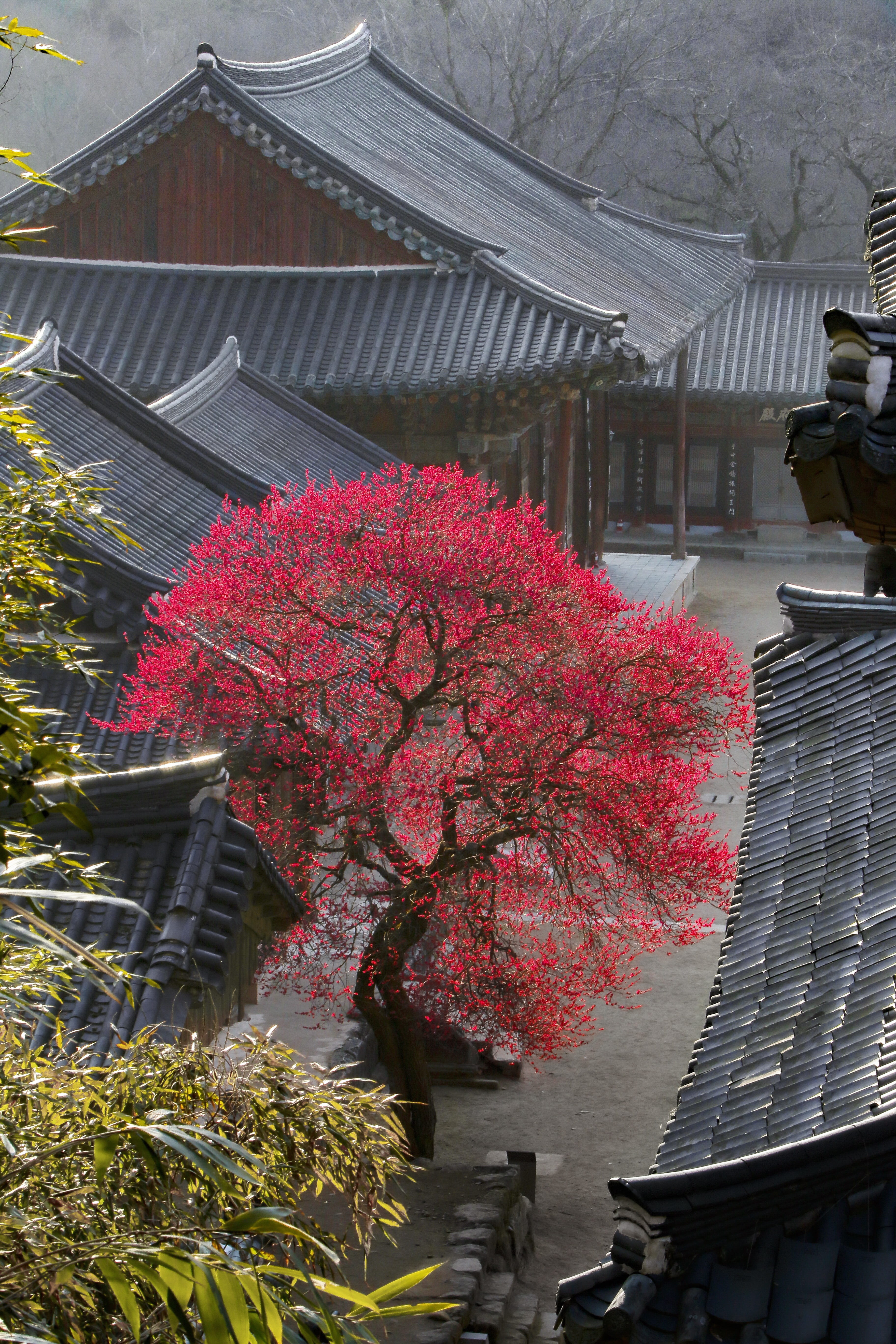 temple, spring, flowers, plant, built structure, architecture