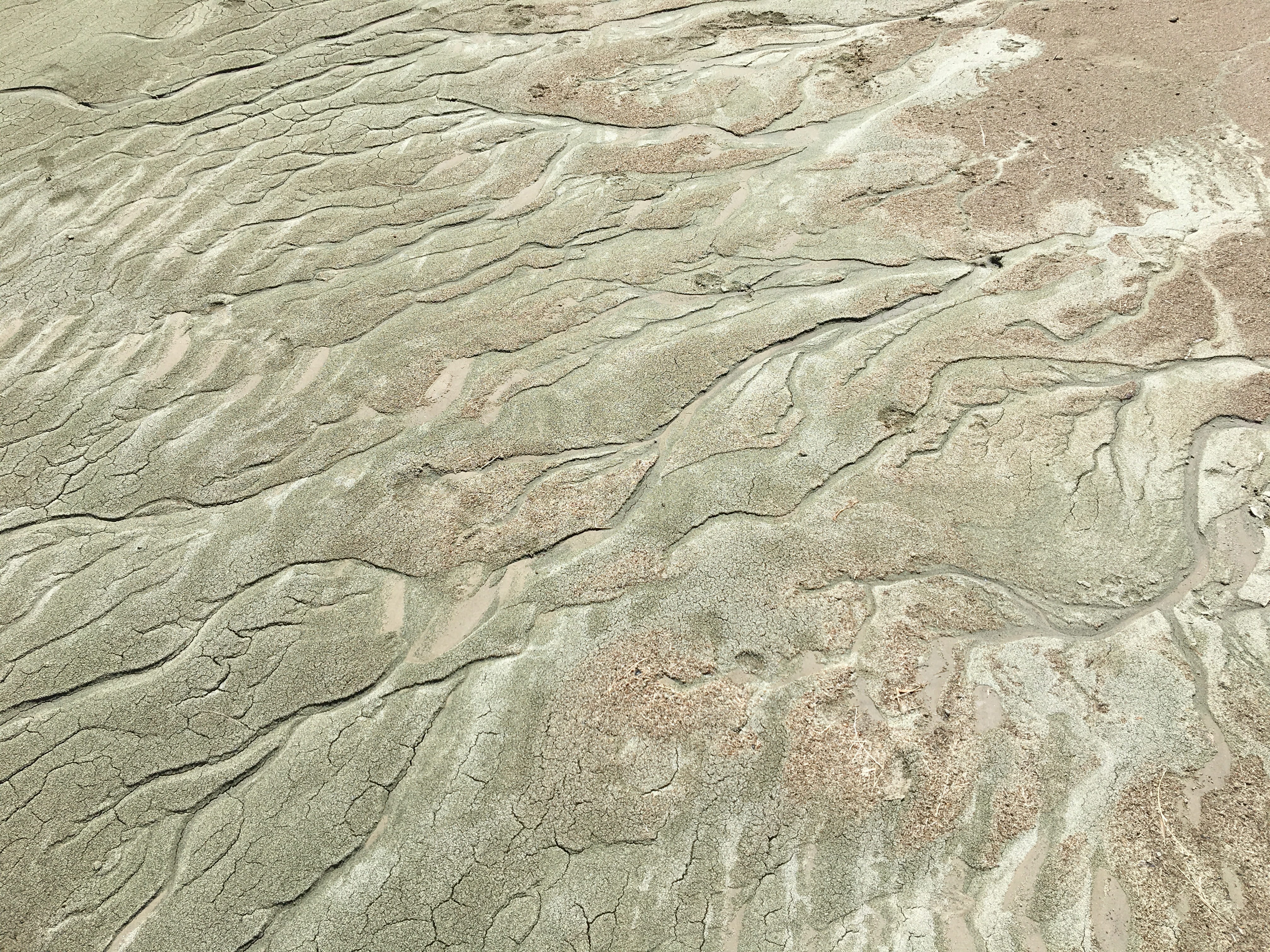 Sand, Branches, Tendrils, Algae, Green, brown, nature, beach