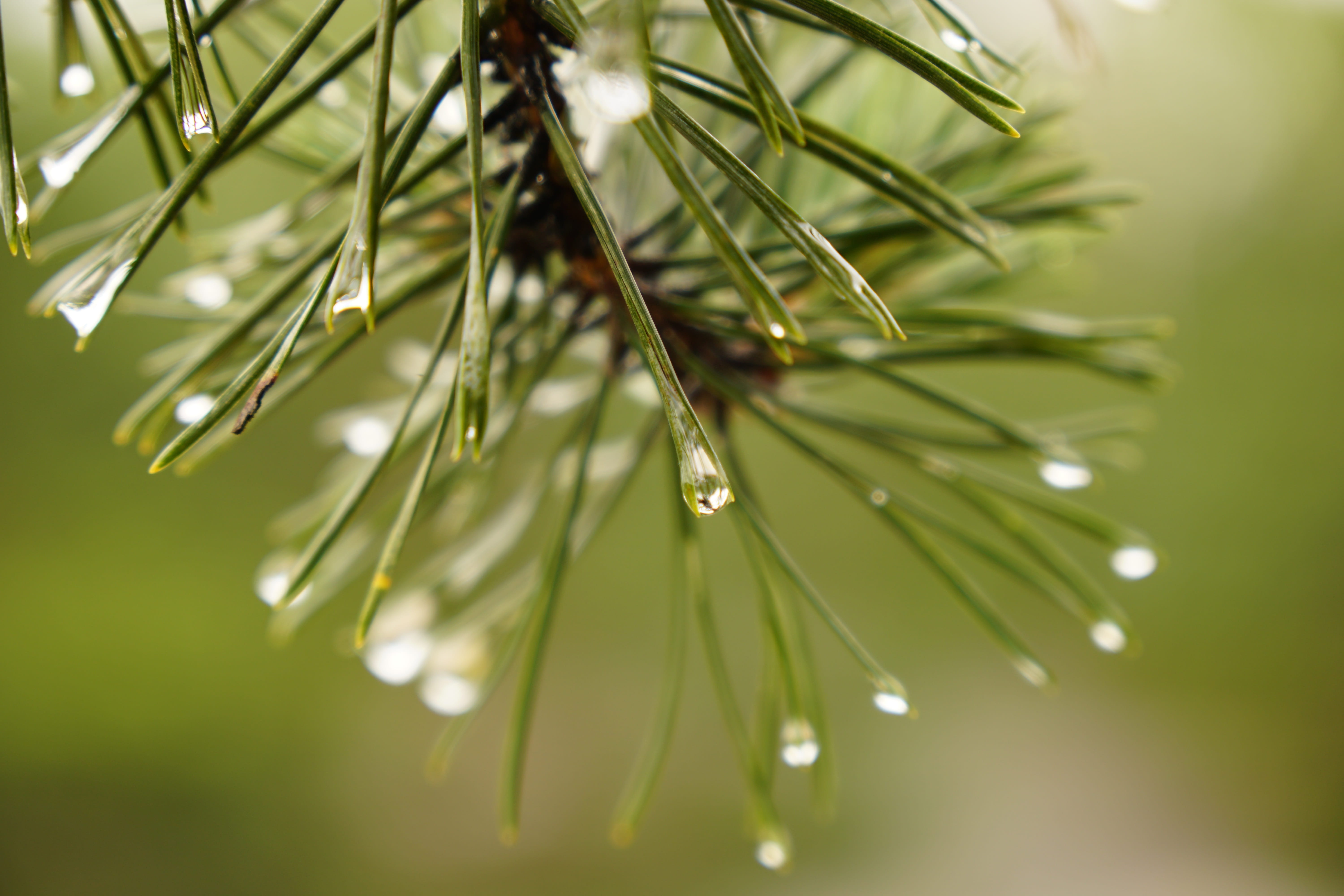 Pine, Drip, Macro, Wet, Conifer, rain, tree, branch, green