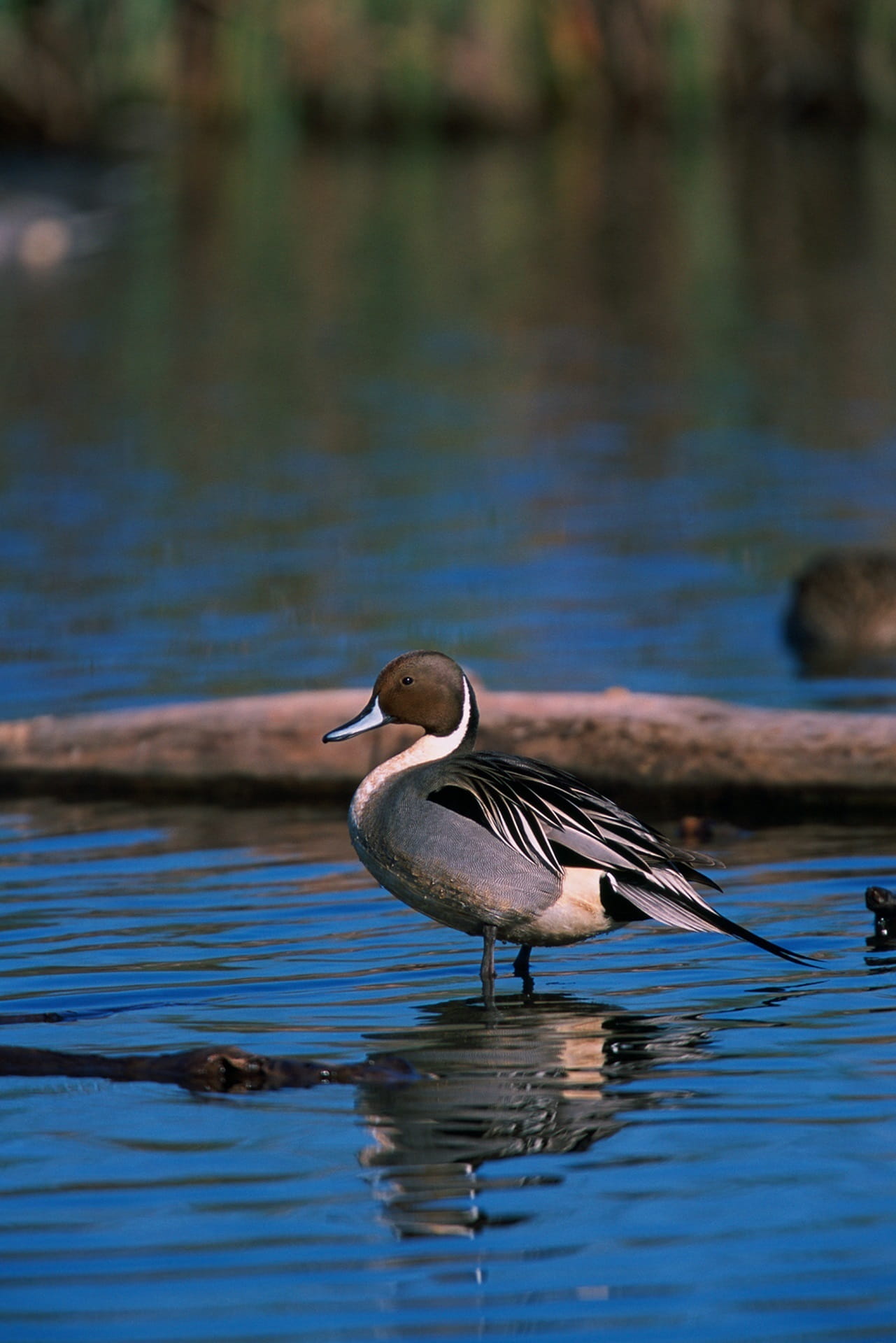 northern pintail duck, bird, standing, waterfowl, wildlife