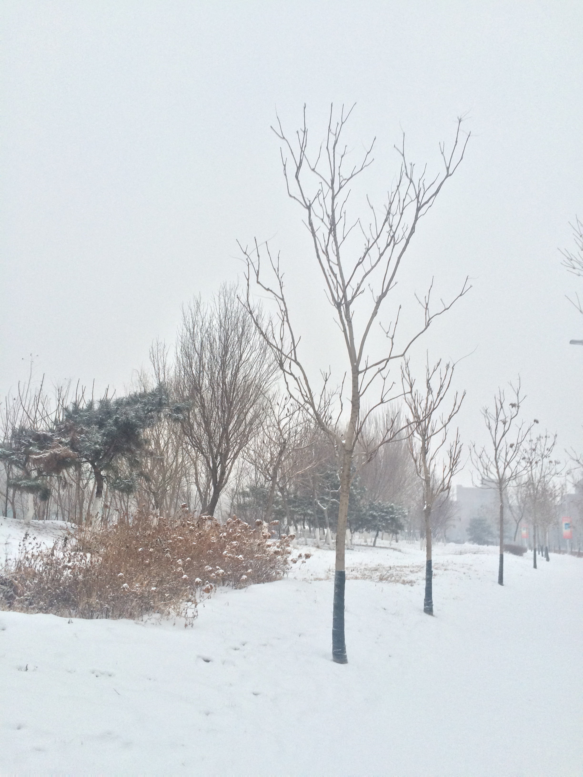 snow, tree, the scenery, winter, nature, cold - Temperature