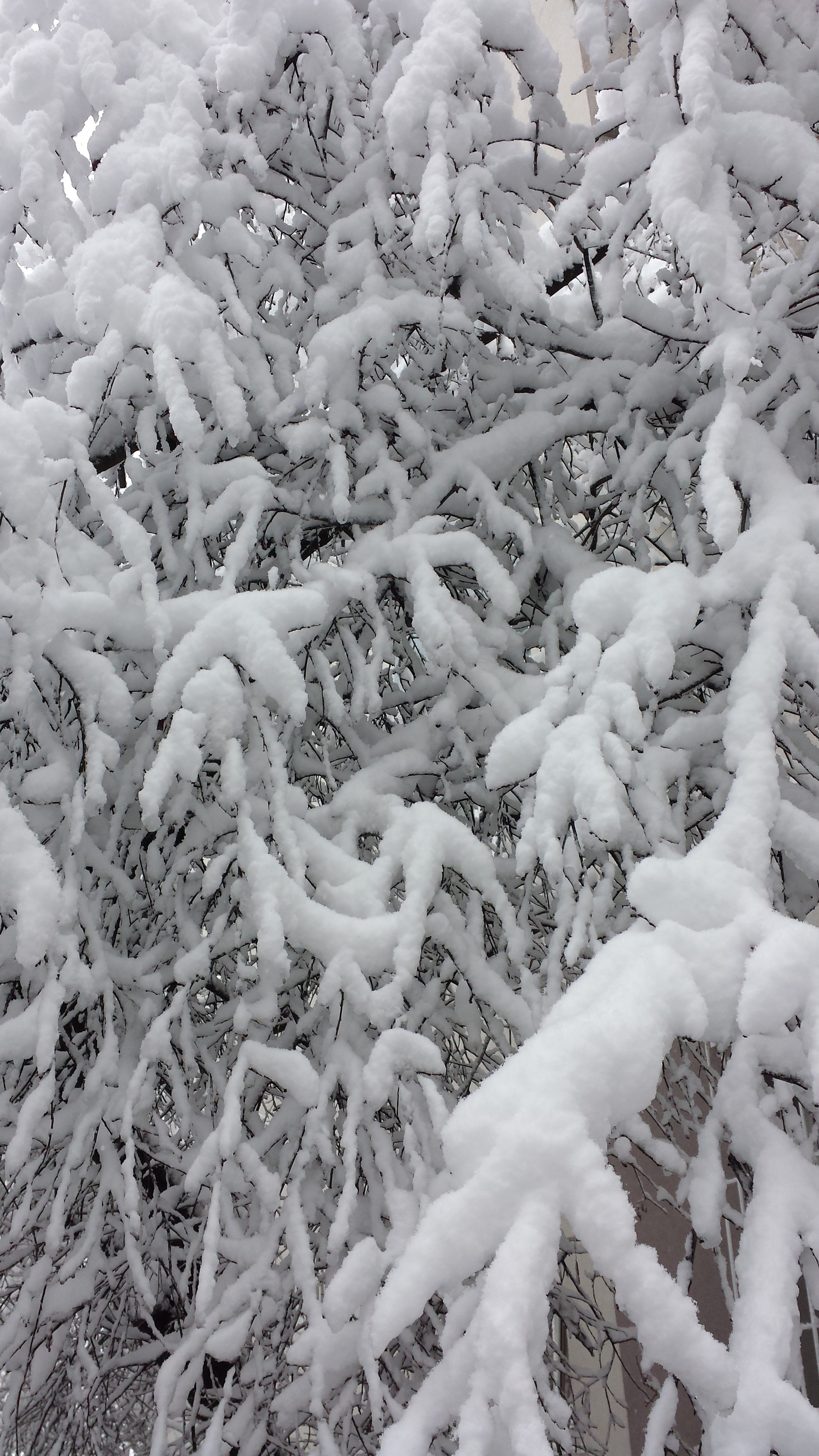 bucharest, winter, trees, snow, cold temperature, full frame