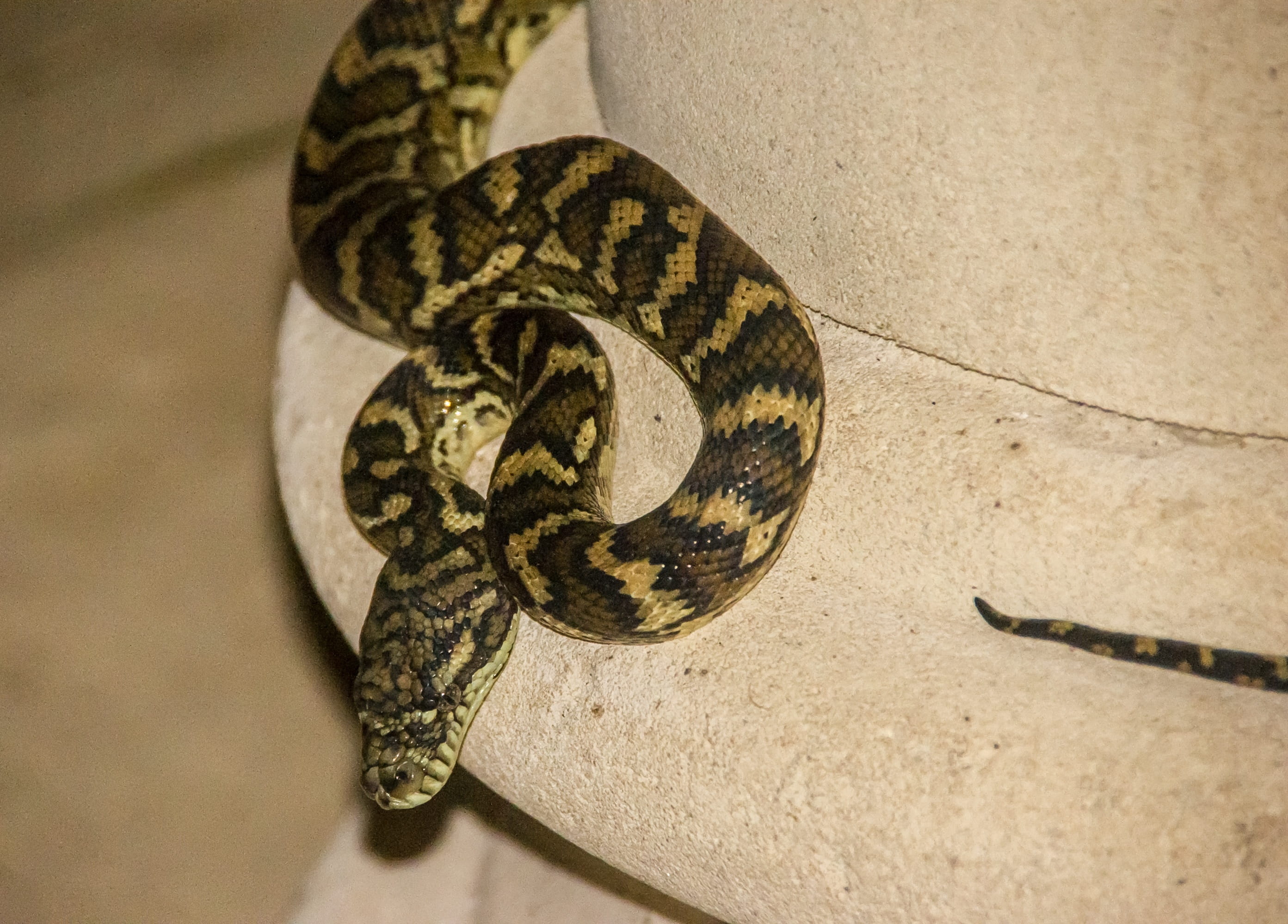 Carpet Python, Australia, queensland, snake, skin, pattern
