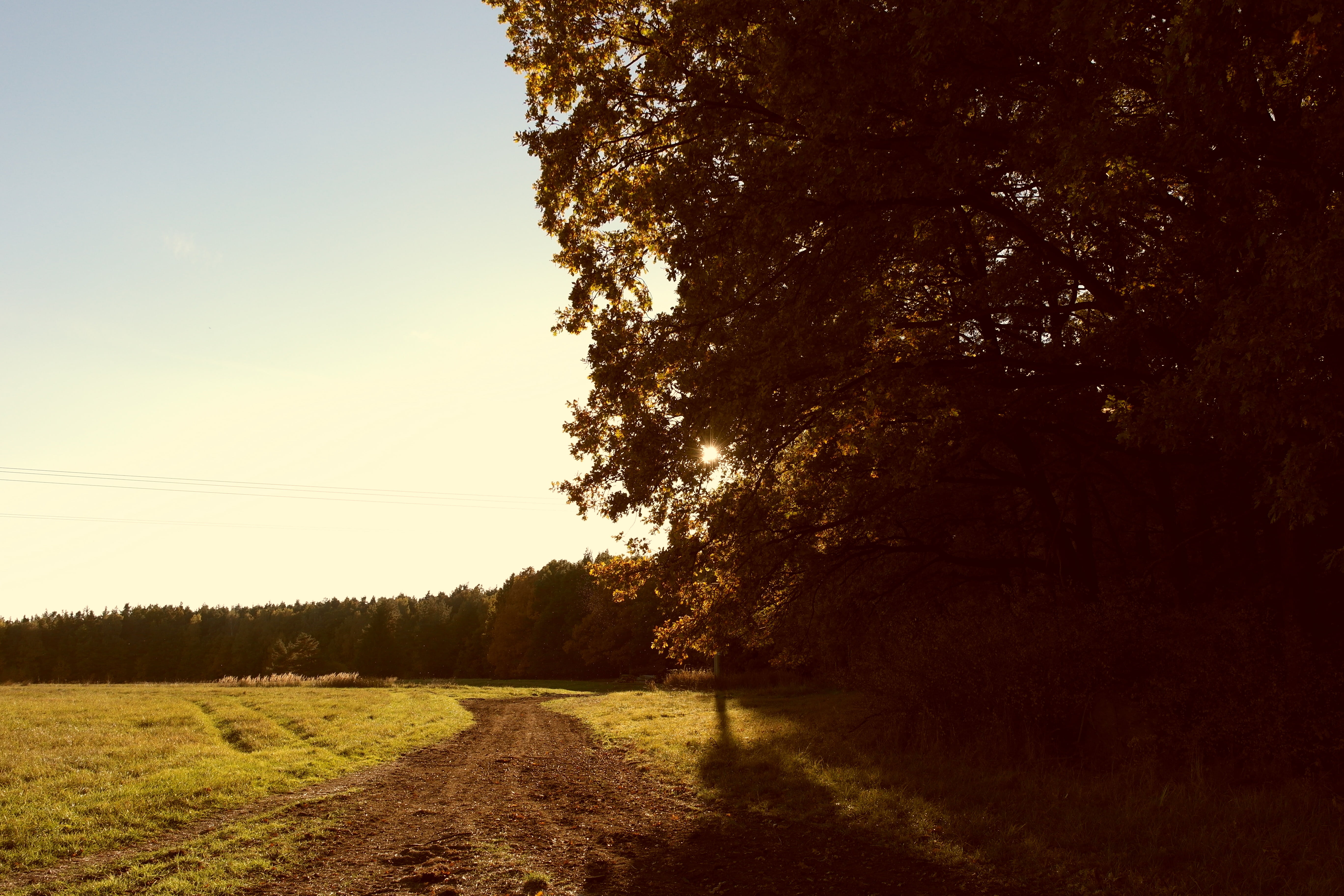 sun rays, landscape, shadow, path, tree, plant, sky, tranquility