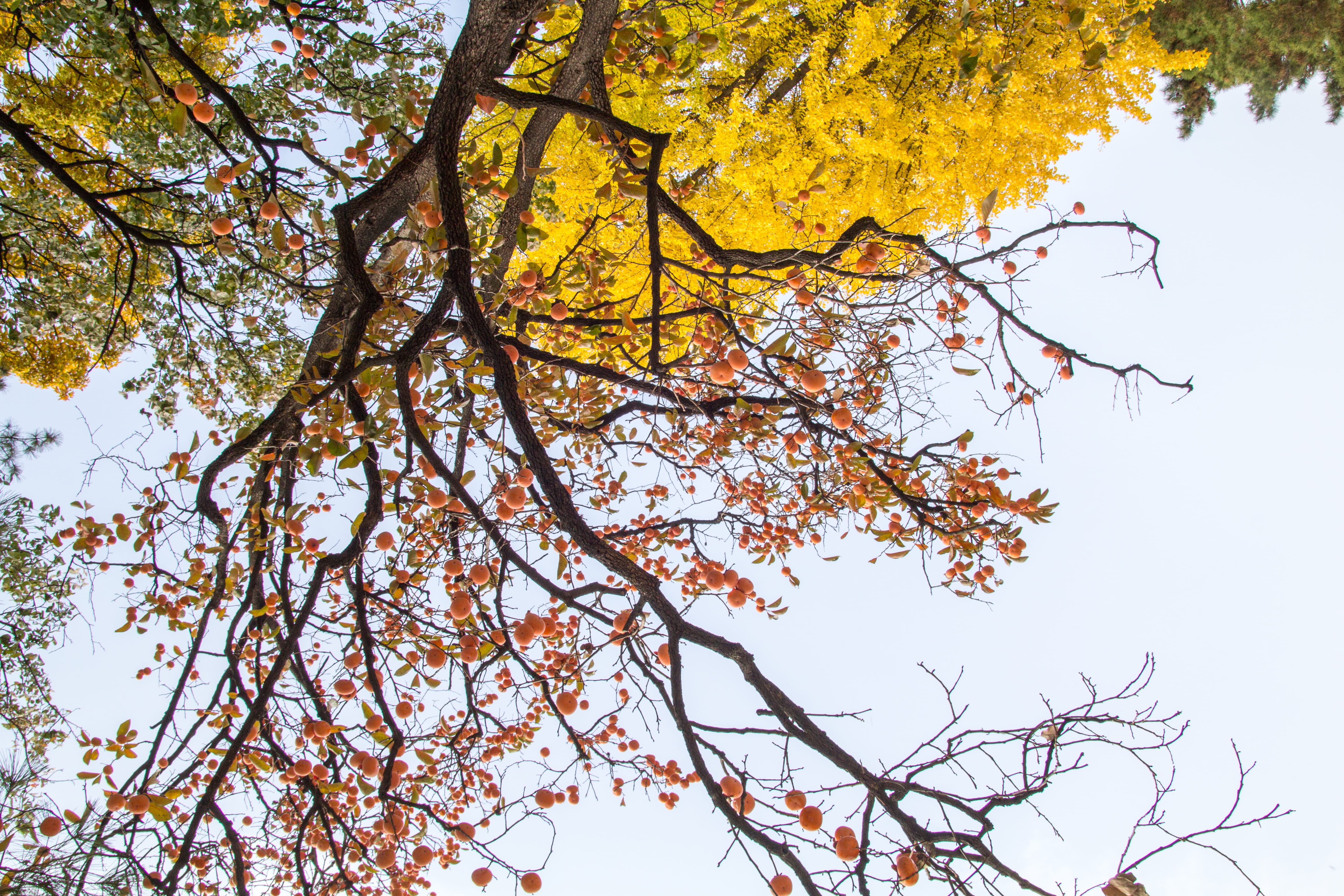 nature, sunny, branches, tree, environment, outdoors, perspective