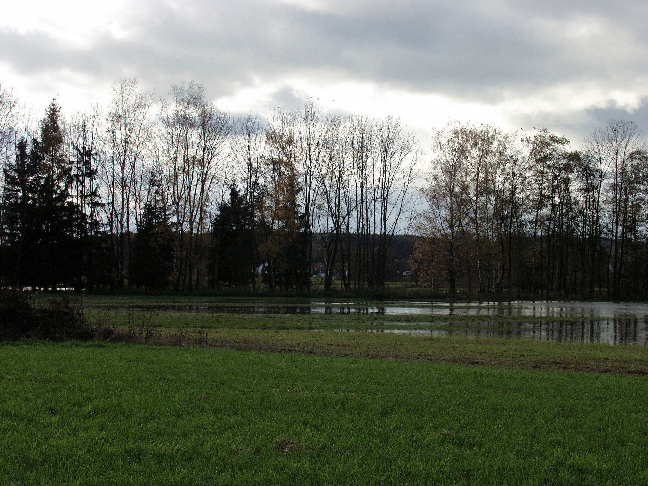 flooding, reported, water, clouds, river, tree, plant, grass