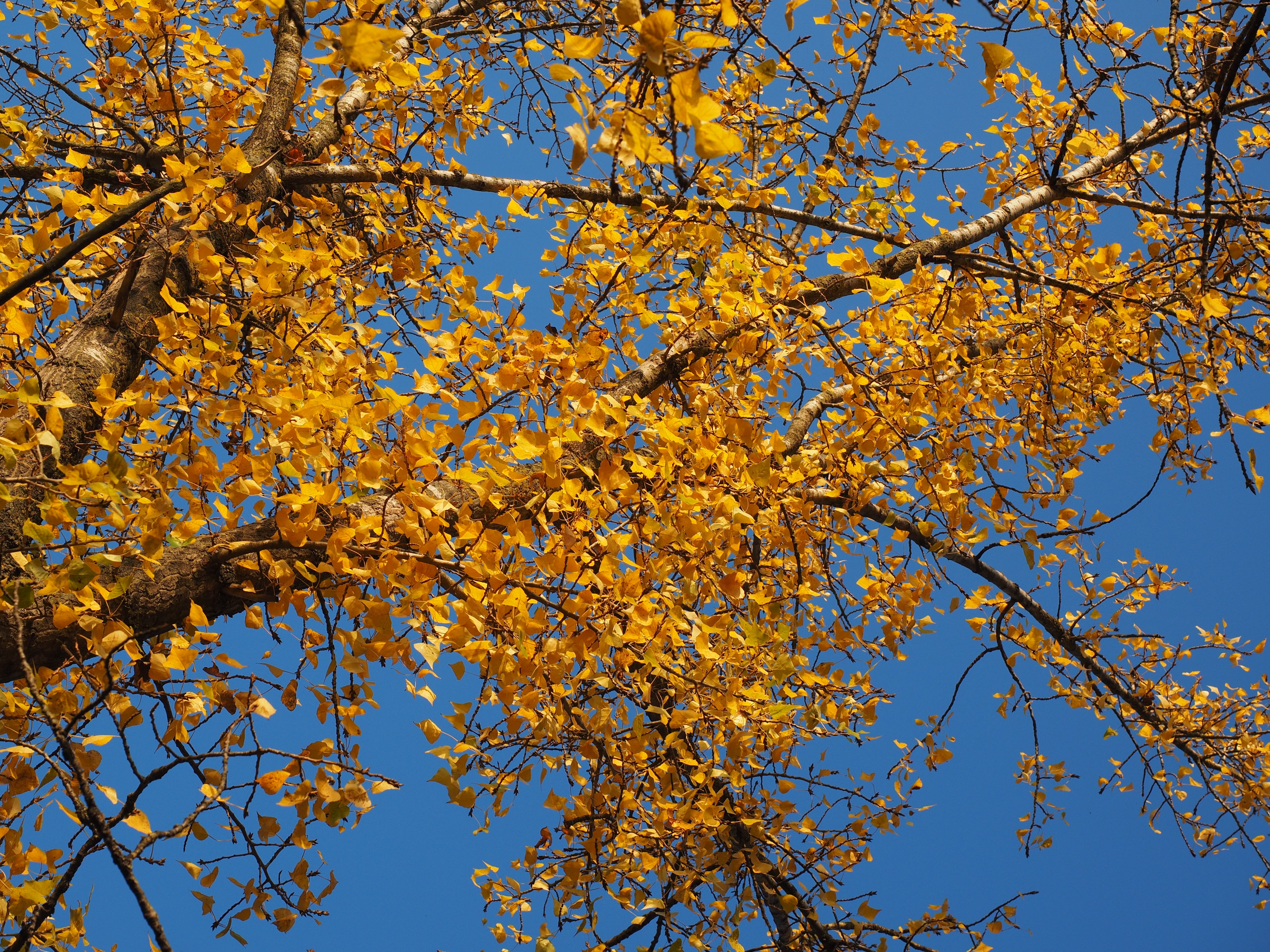black poplar, tree, leaves, autumn, golden autumn, fall foliage