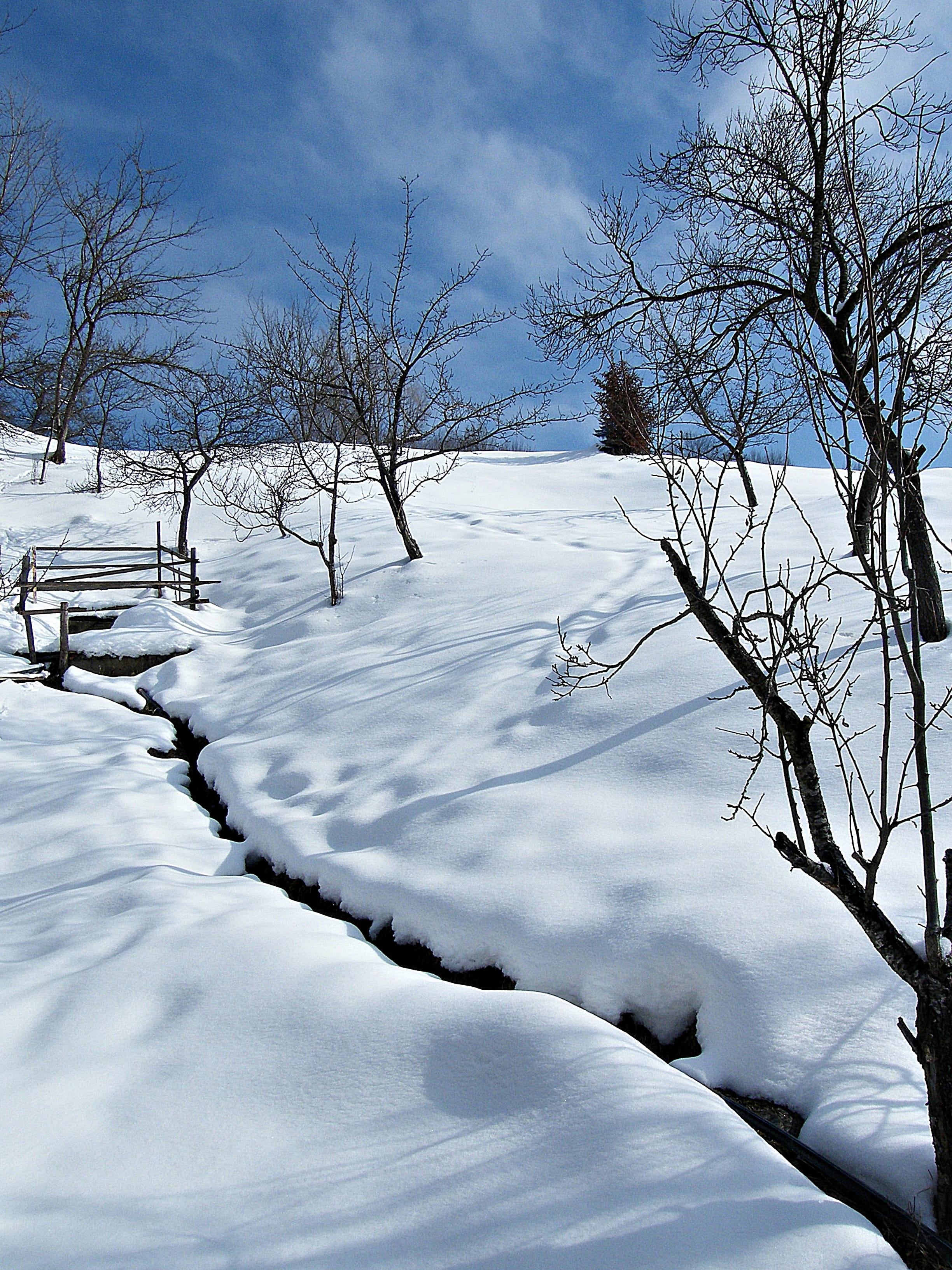 winter, nature, ice, cold temperature, snow, tree, bare tree
