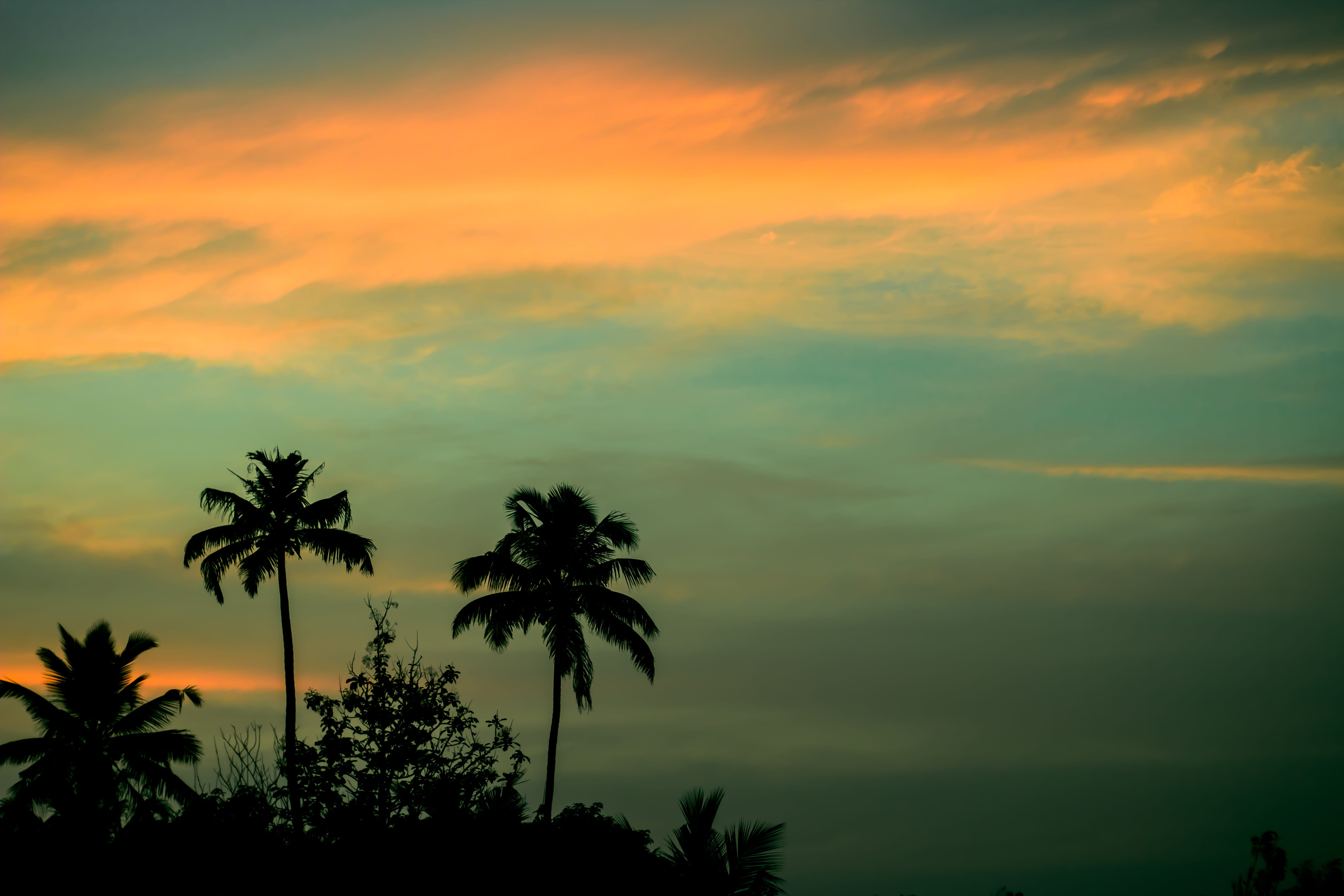 landscape, sky, sunset, clouds, coconuts, outdoors, palm trees