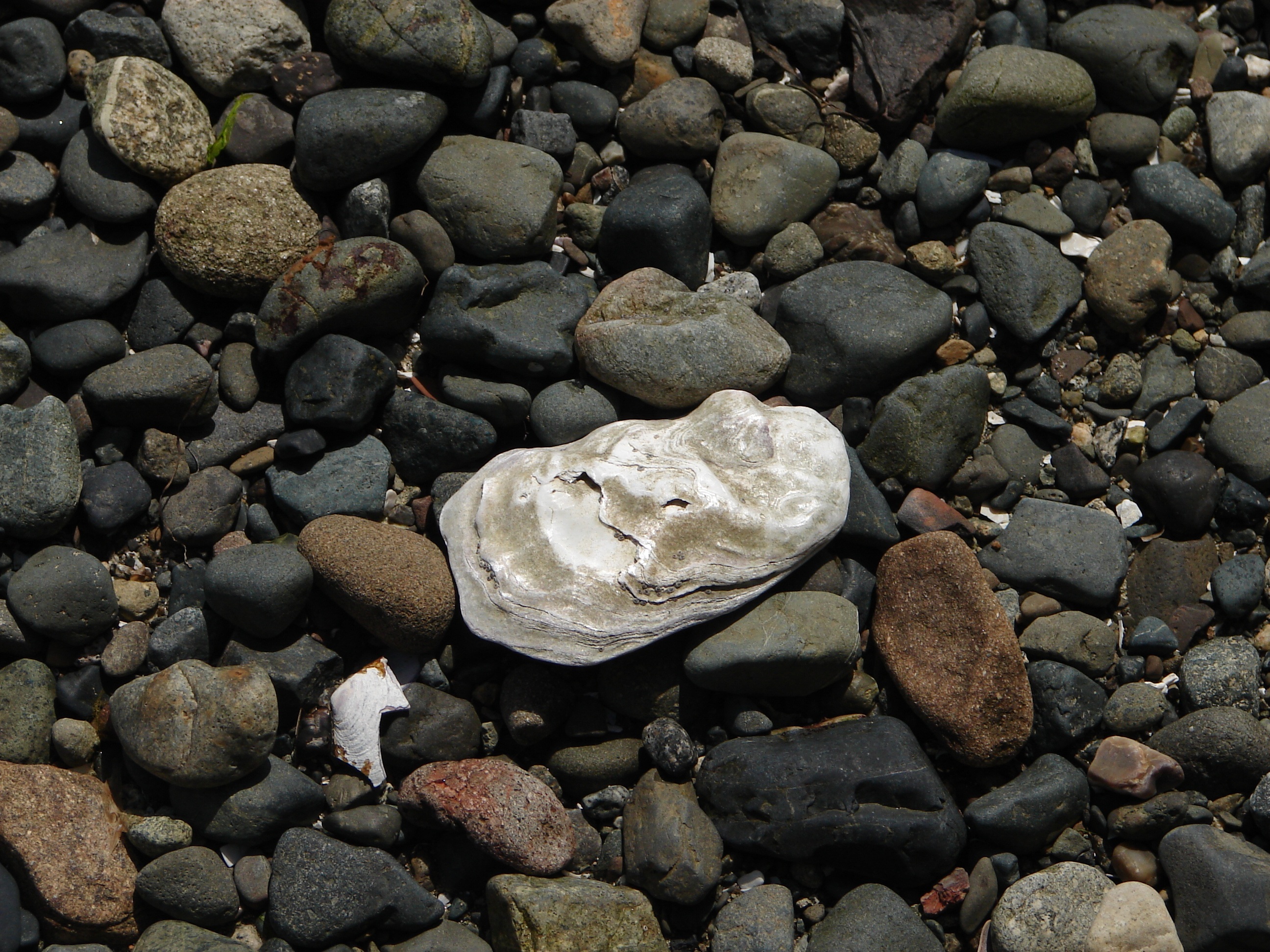 ocean, shell, seaside, rocks, nature, solid, stone - object