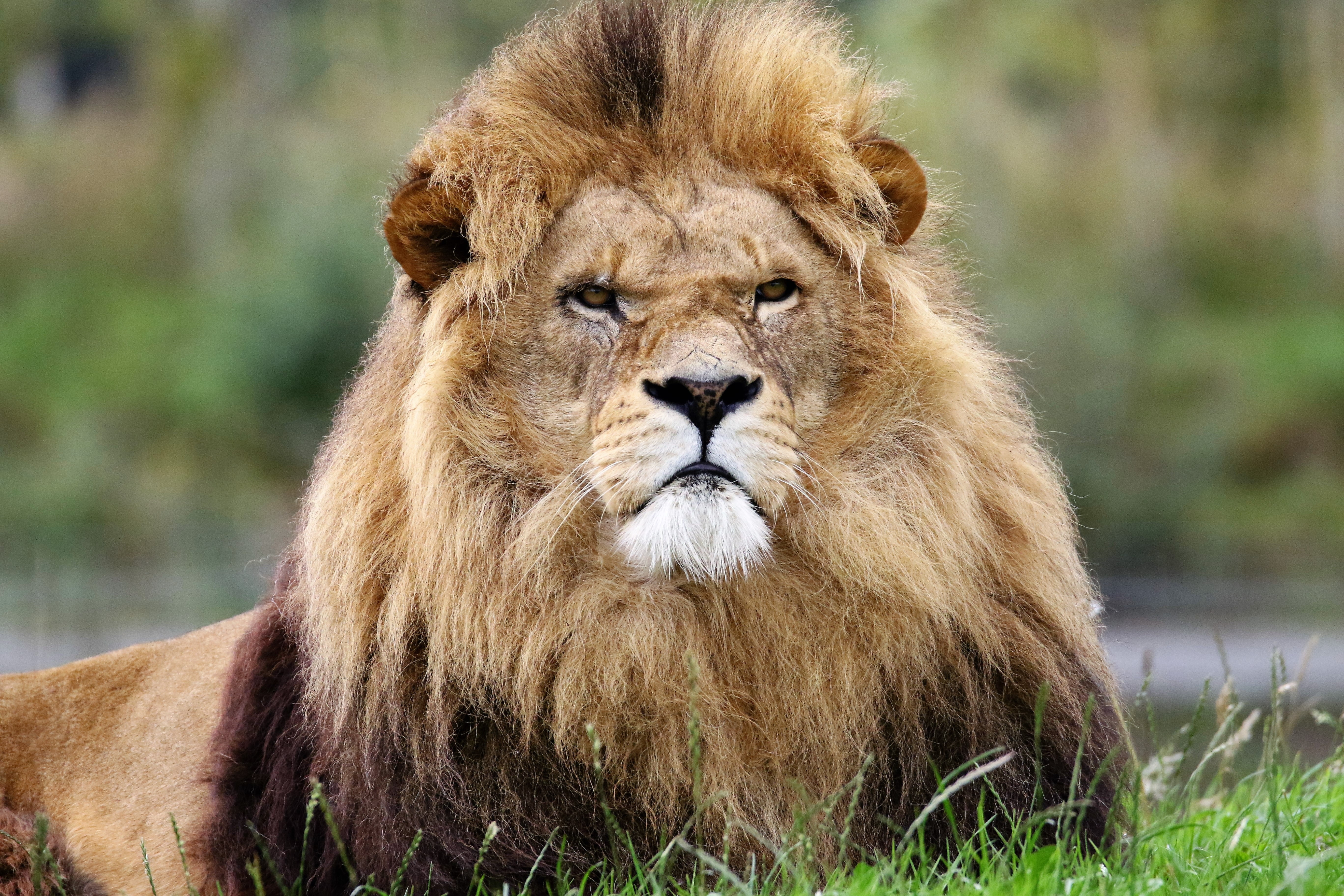 lion lying on grass at daytime photo, king, animal, cat, feline