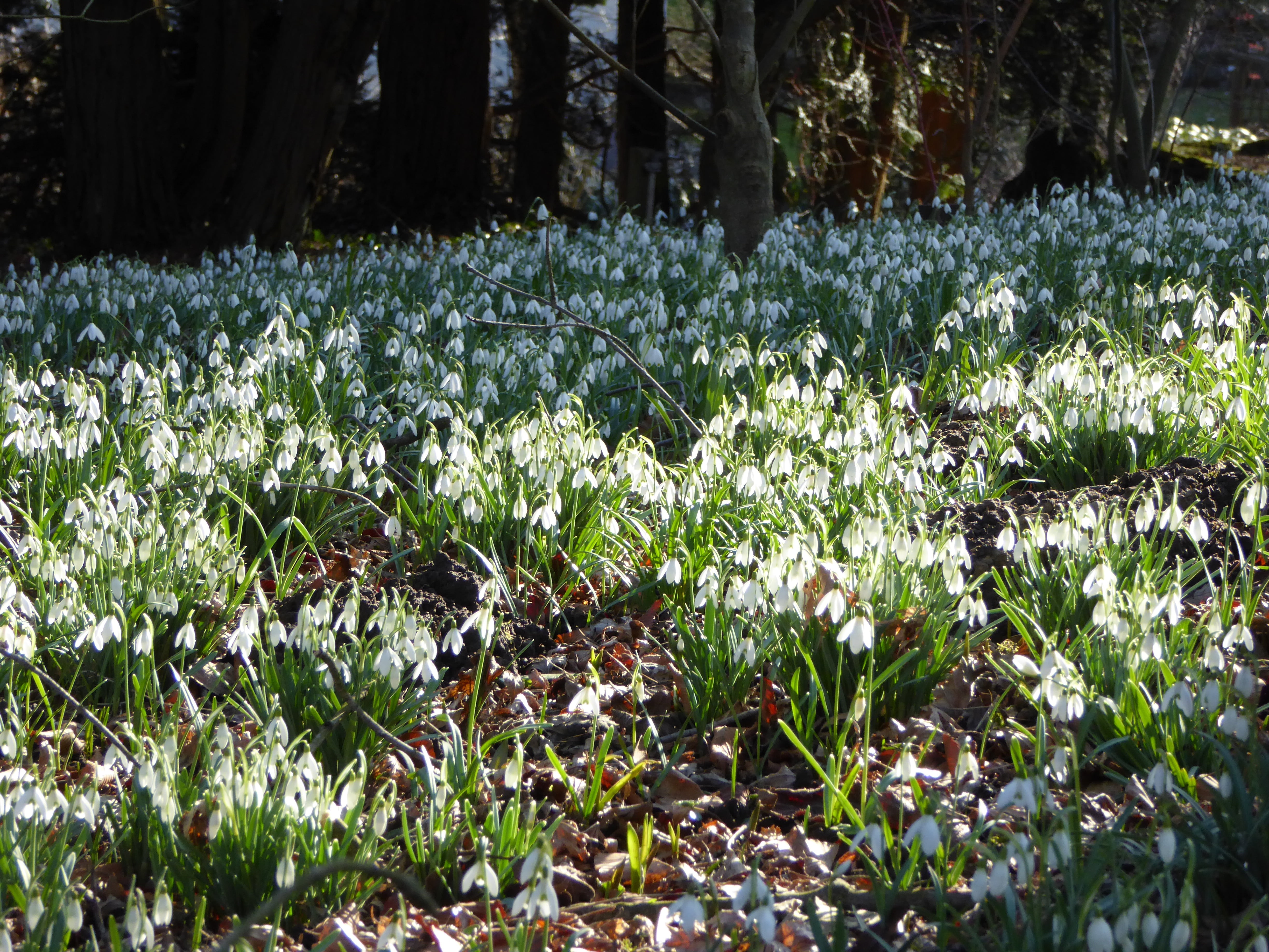 snowdrop, forest, spring, snowdrop spring, nature, plant, growth