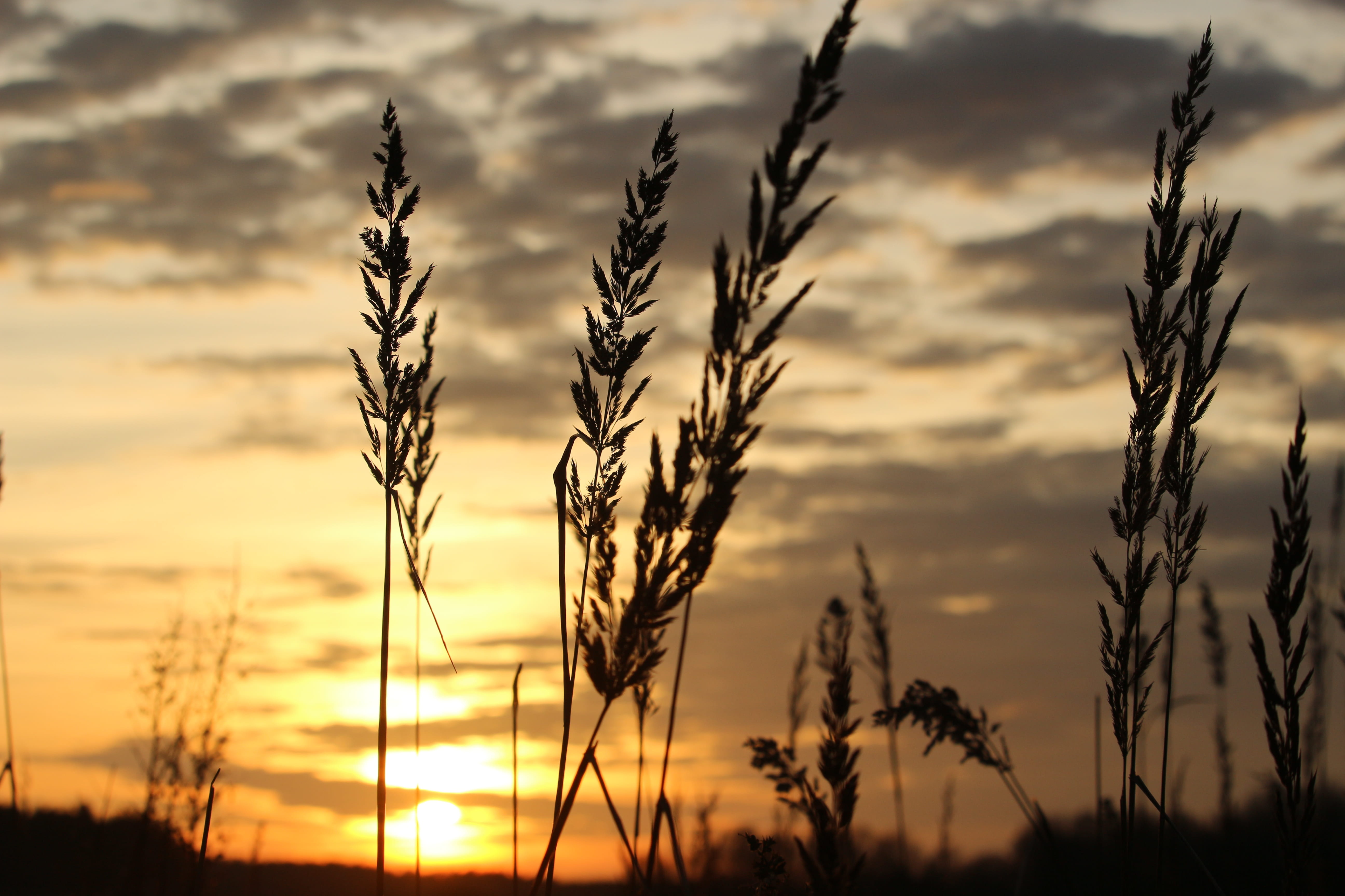 sun, sunset, evening sky, grass, abendstimmung, setting sun