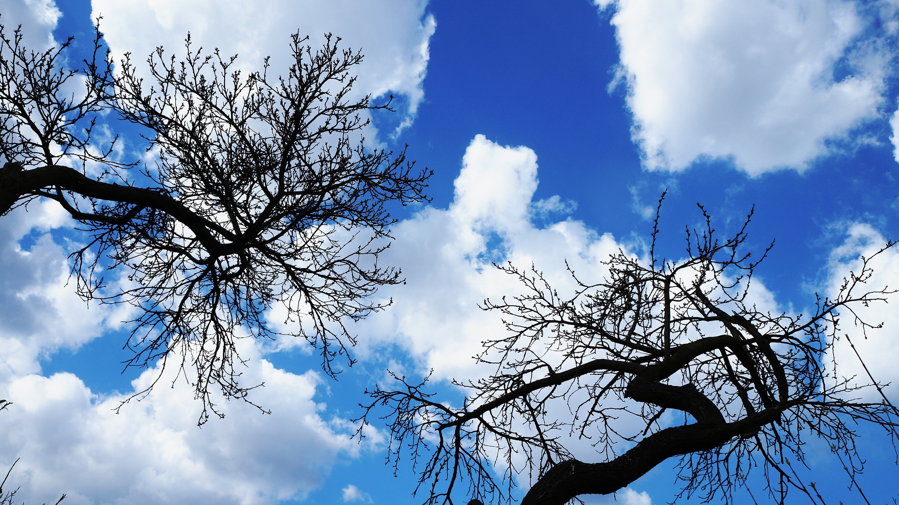 sky, clouds, blue, tree, nature, plant, branches, cloud - sky