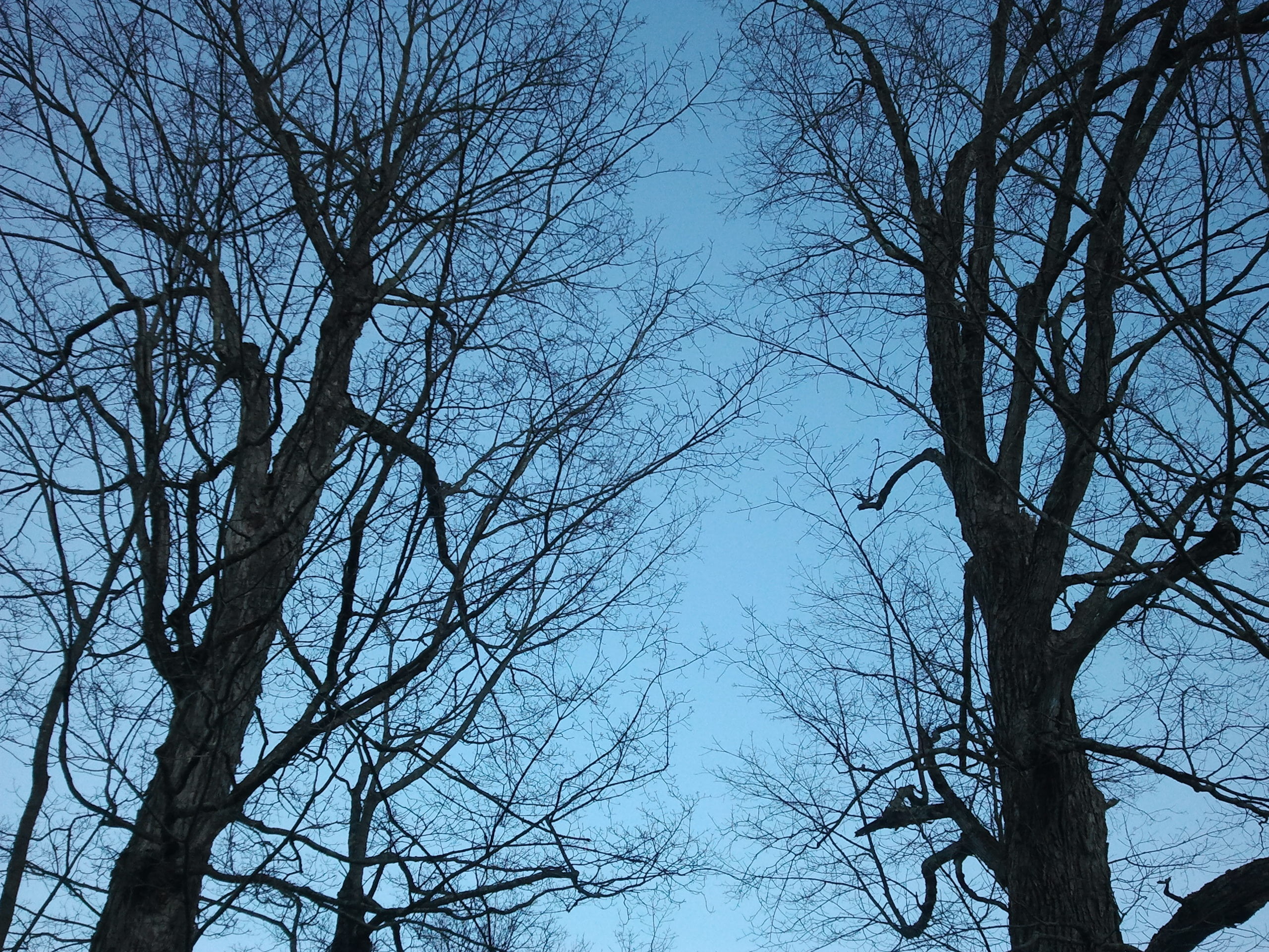 maple, tree, spring, blue, sky, branch, branches, nature, bare tree
