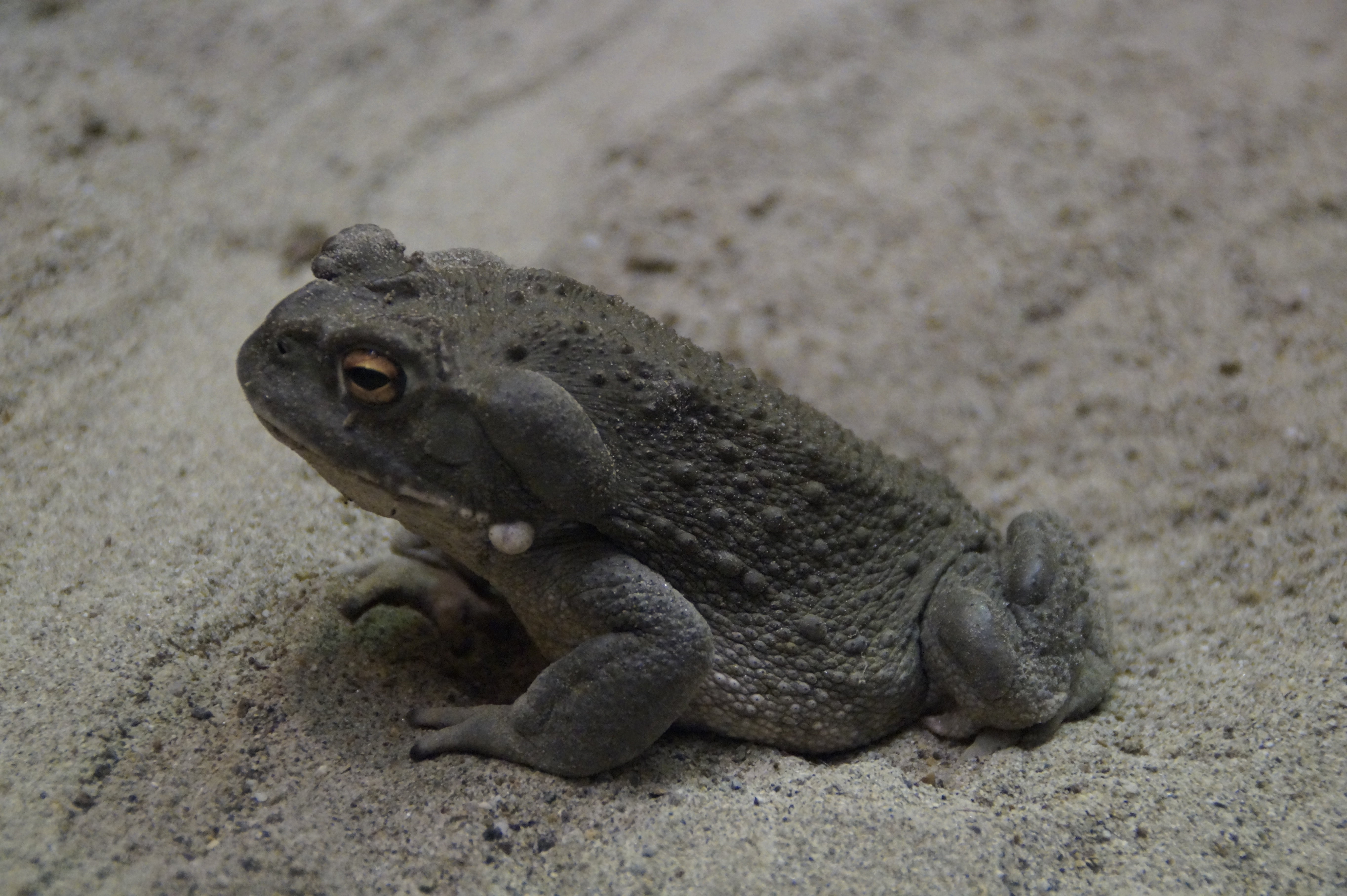 toad, common toad, animal, warts, thick, frog, amphibian, creature