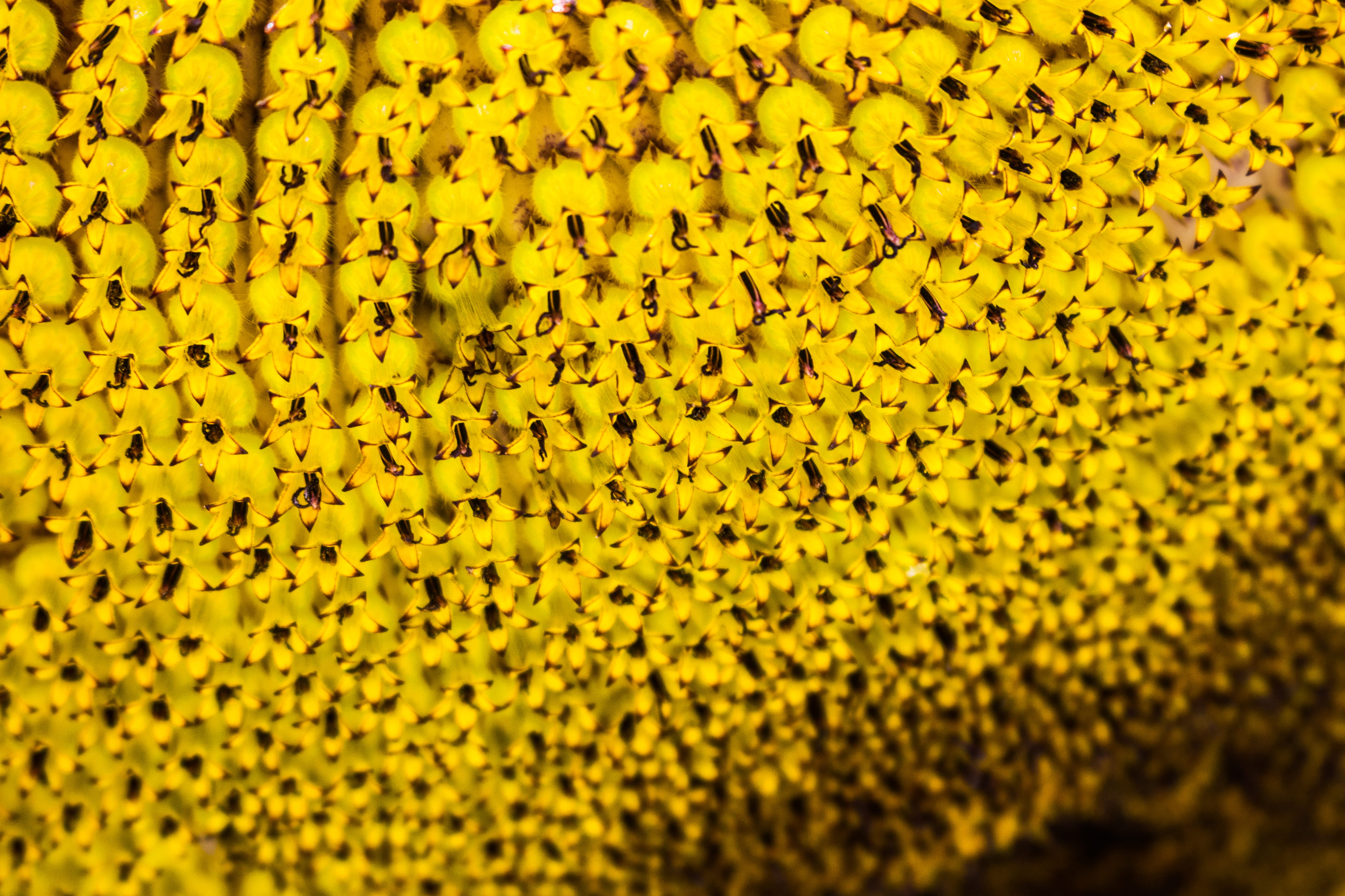 pattern, yellow, blur, colors, bright, close -up, growth, macro