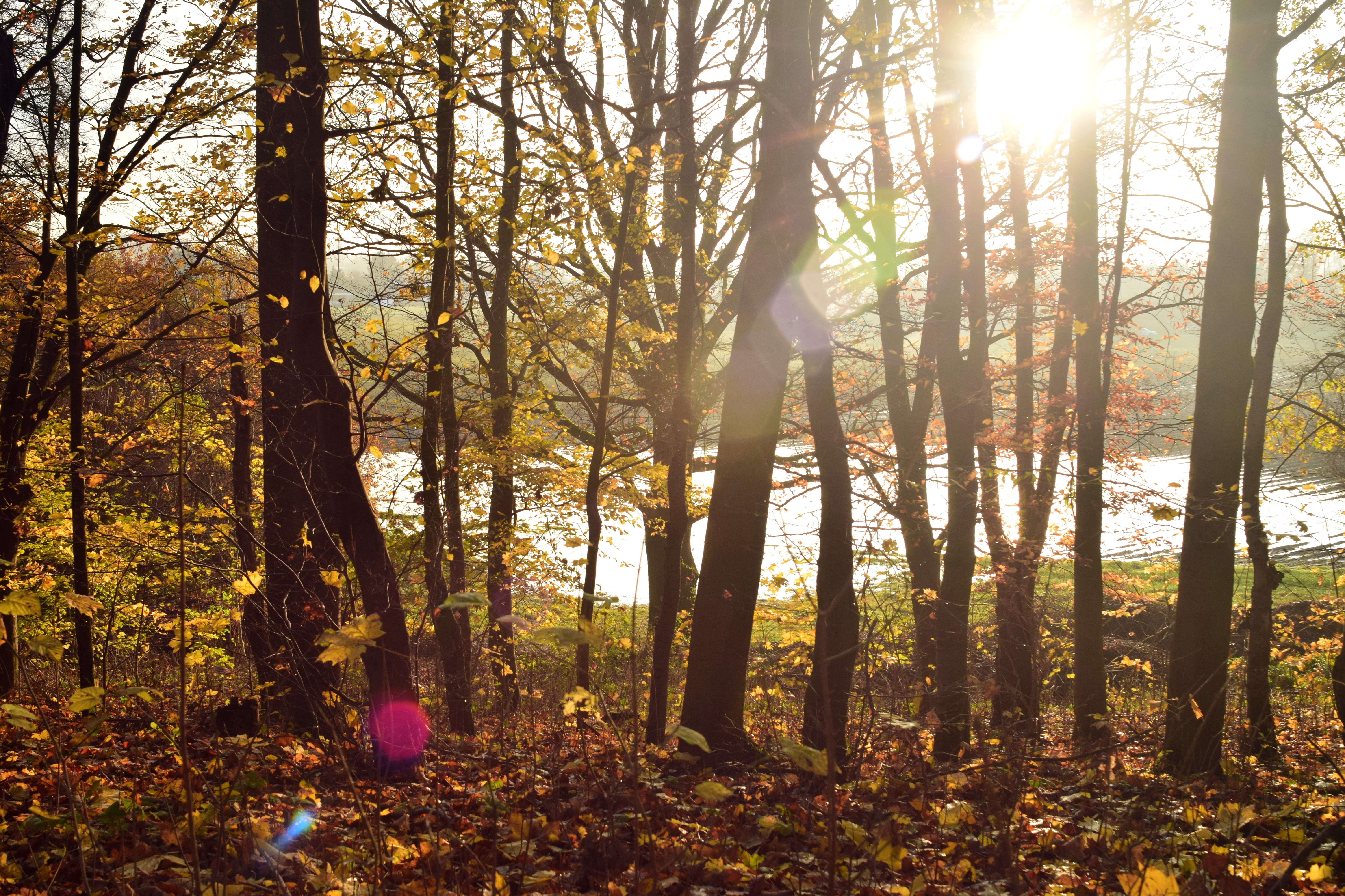 forest, trees, back light, sunlight, reflections, rays, sunbeam