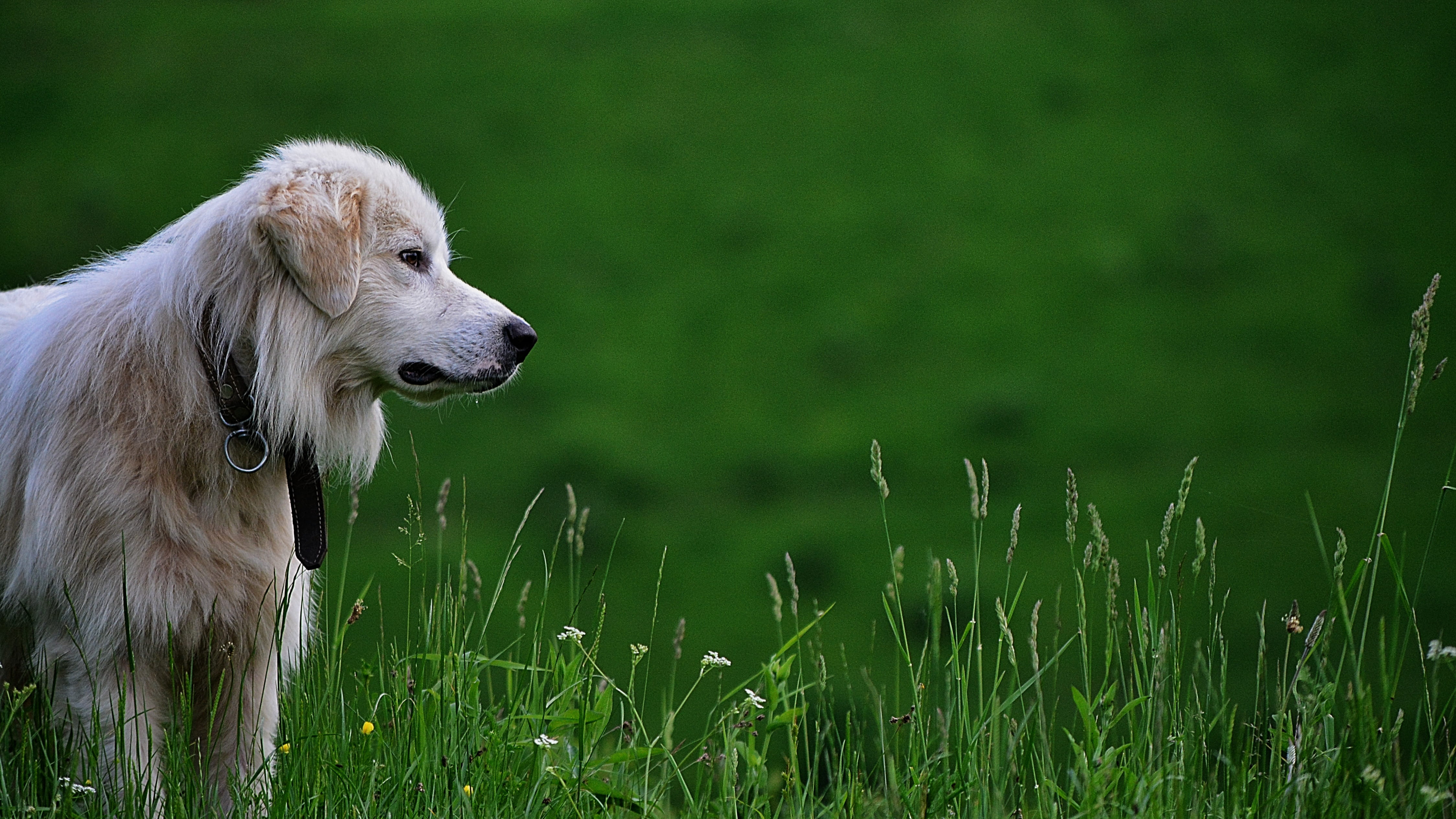 dog on green grass at daytime, adult golden retriever standing on field