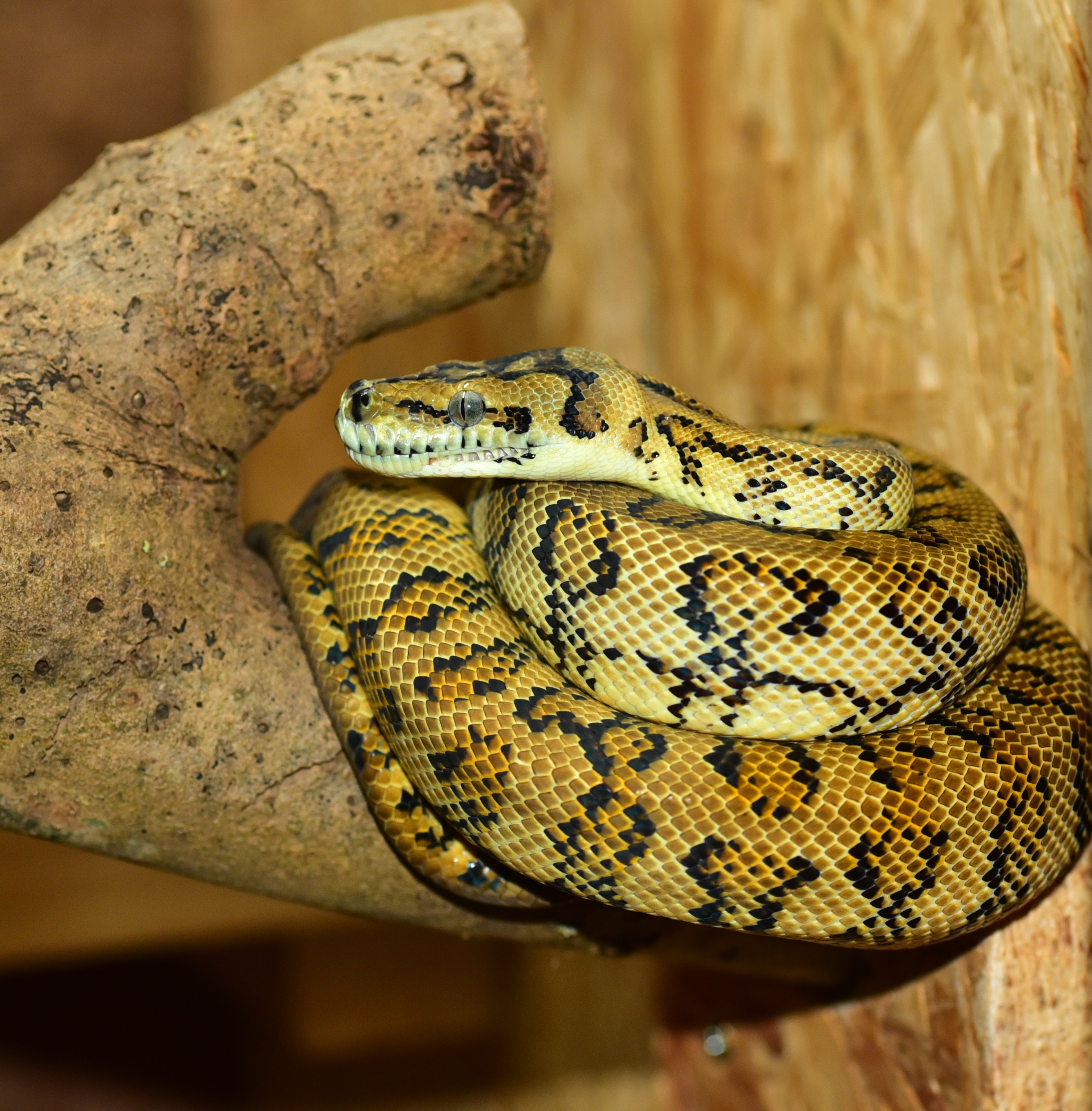 snake, python, tree python, terrarium, close, constrictor, reptile
