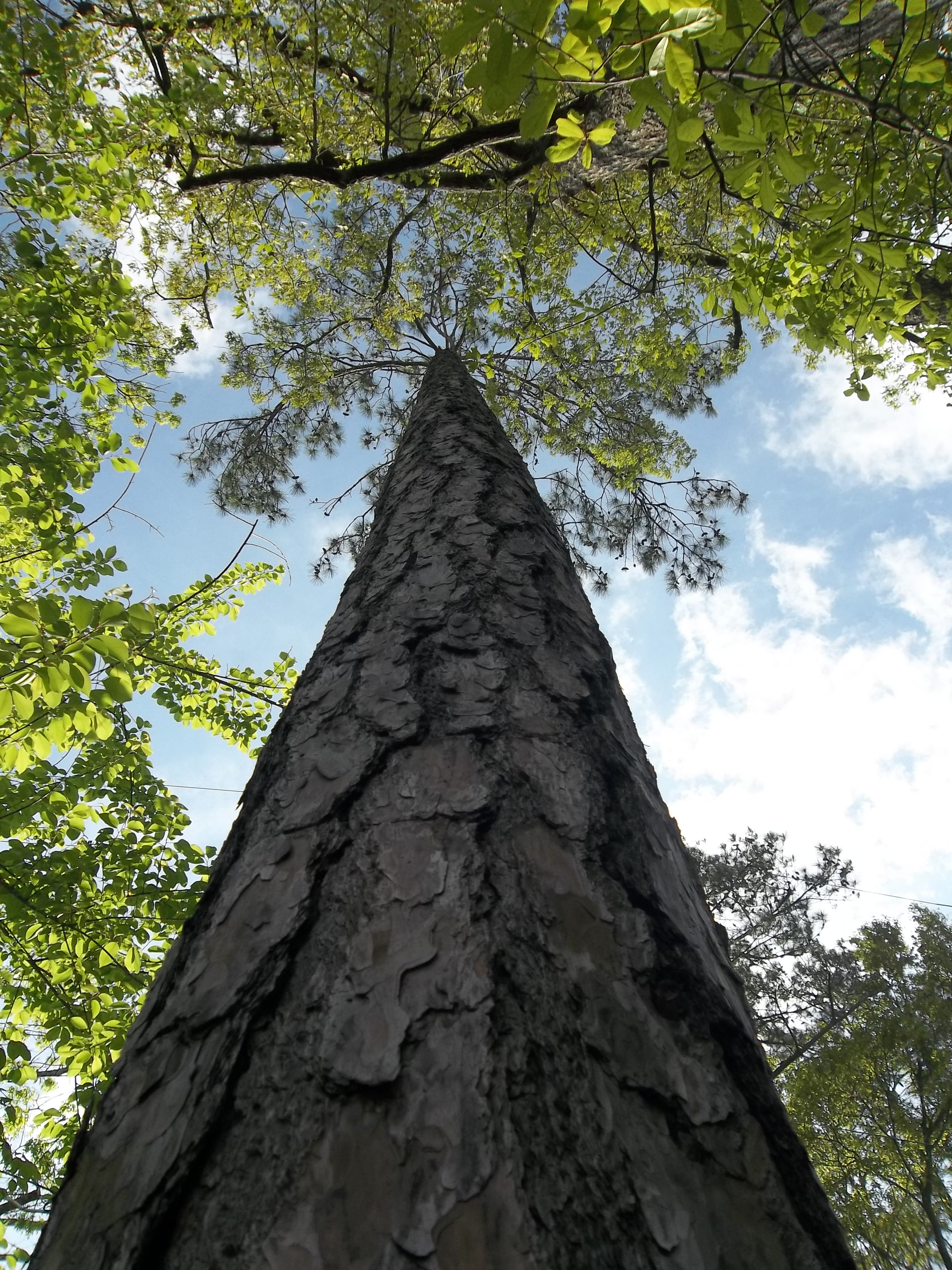 tree, trunk, bark, low angle view, plant, tree trunk, sky, growth