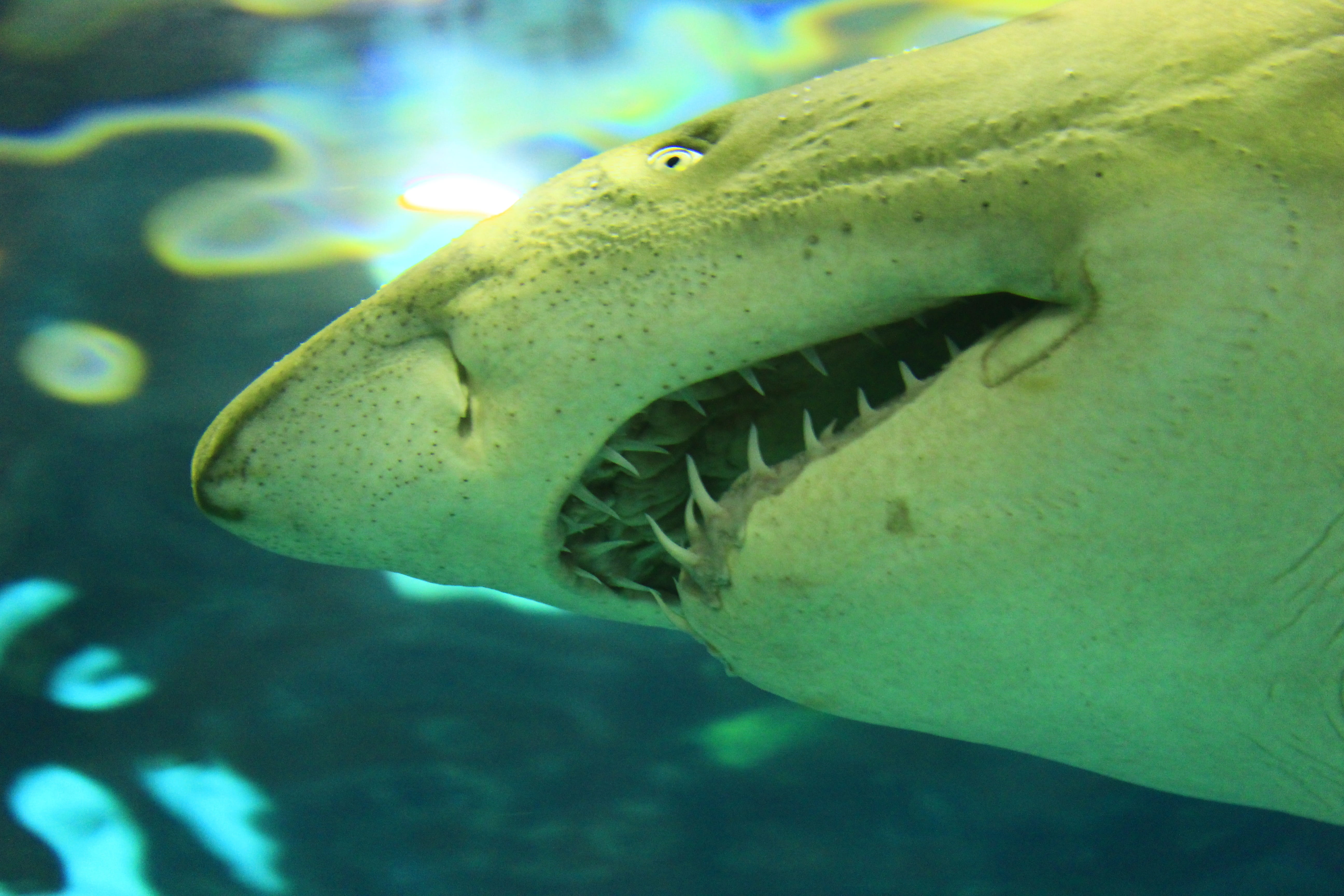 close-up photo of shark, White Shark, Sea, Ocean, Fish, carnivorous