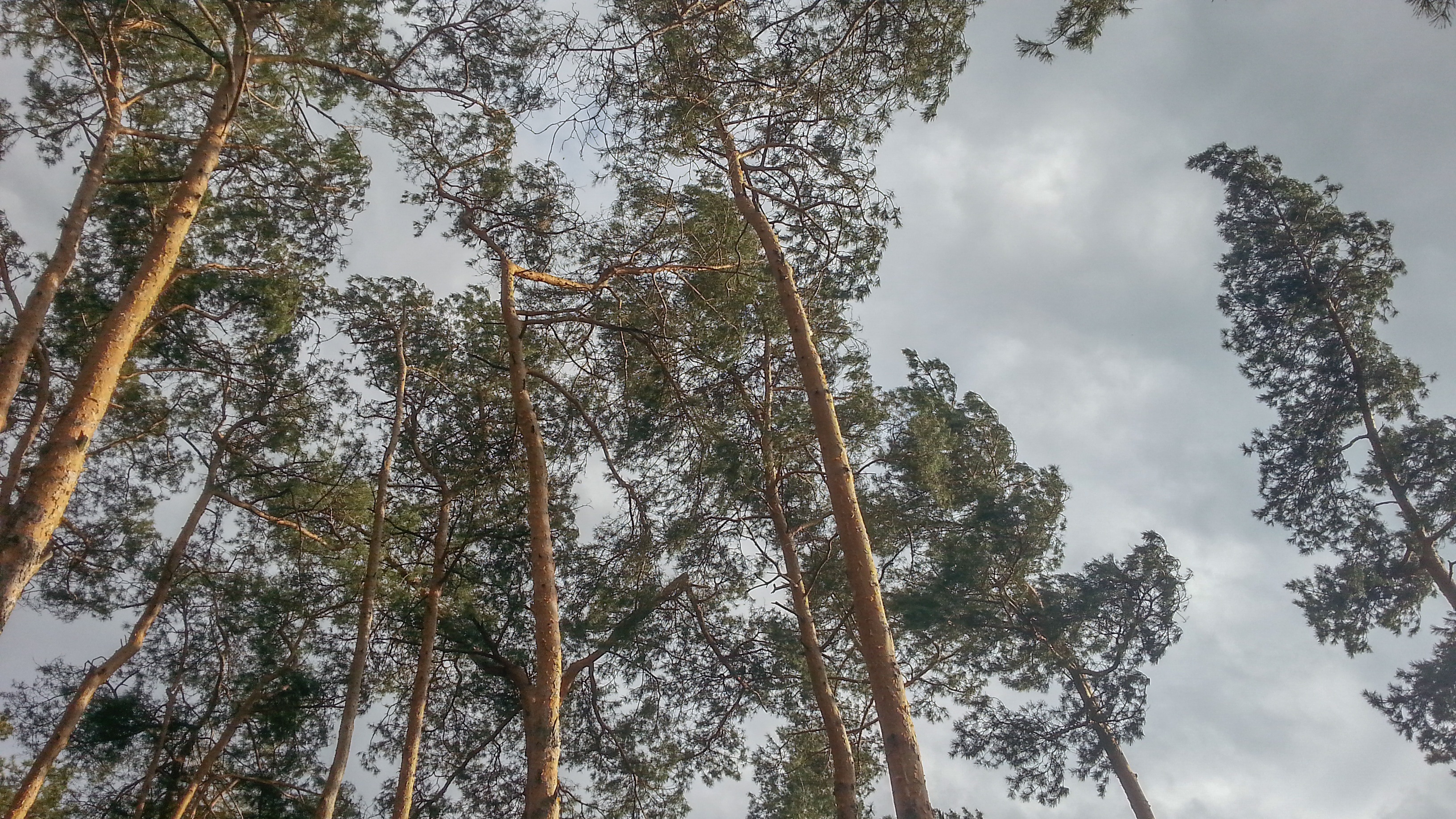 sky, tree, canopy, needles, scenery, plant, low angle view