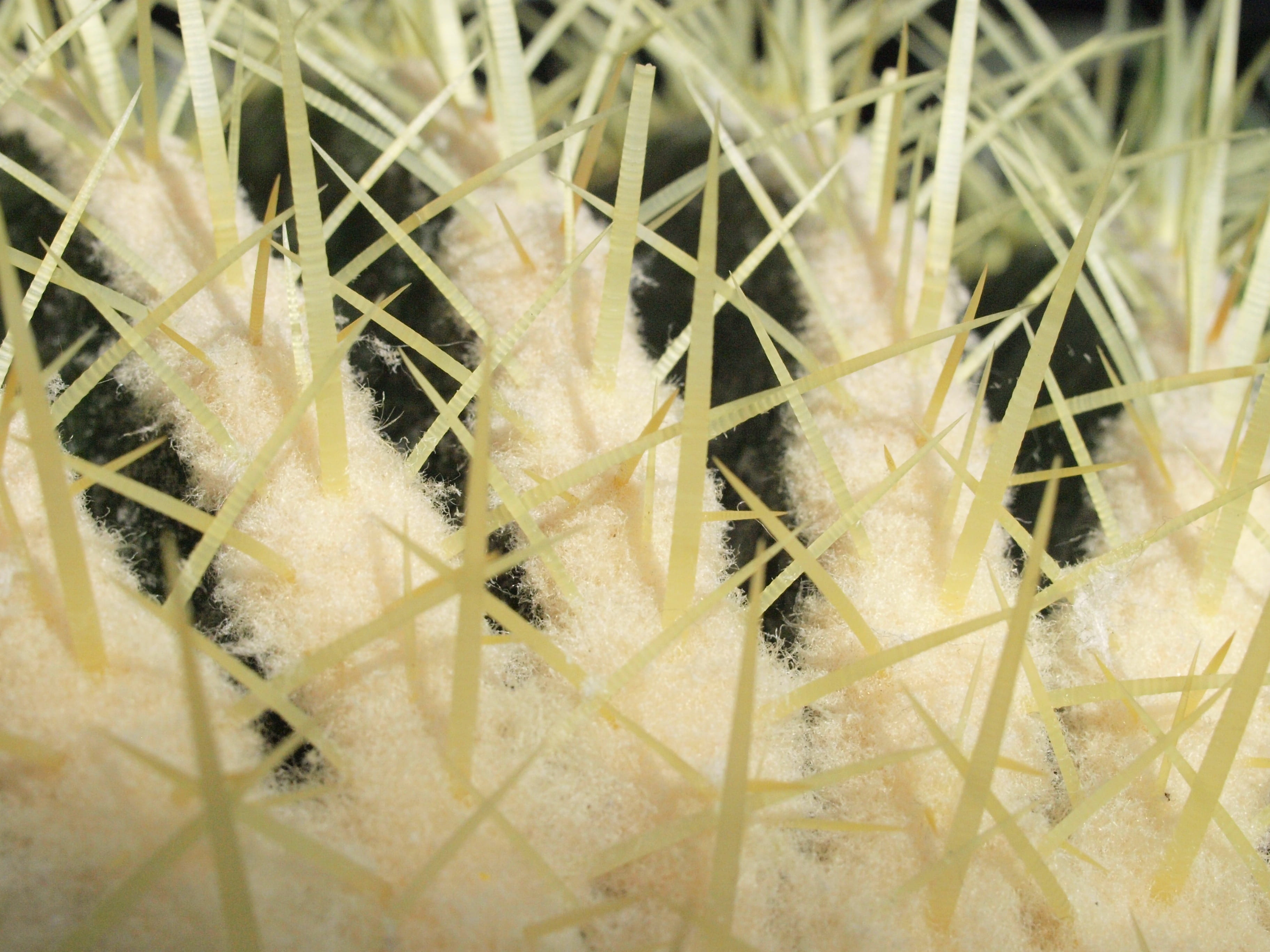 Cactus, Thorns, Close, Prickly, Spur, full frame, backgrounds