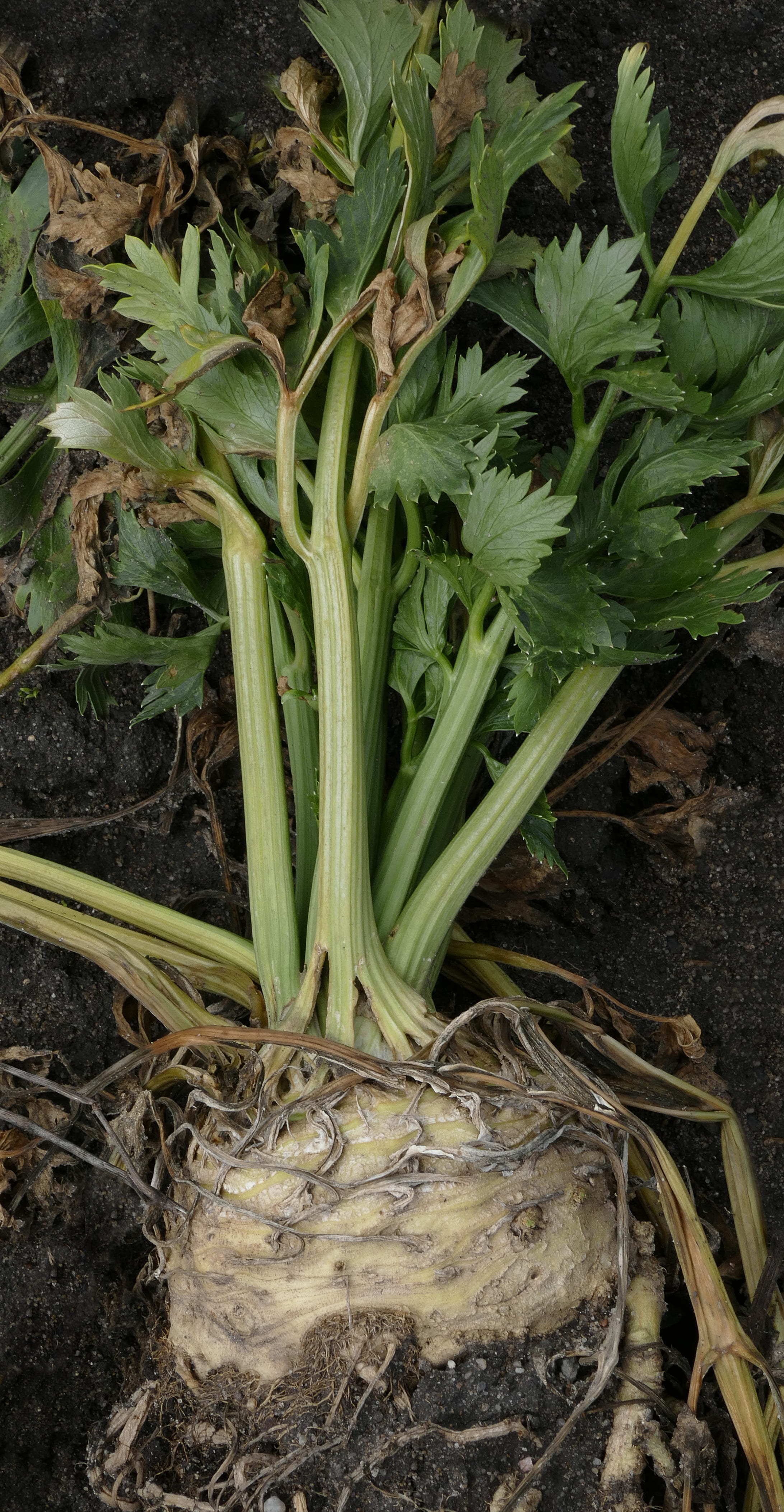 celery, root, celery tuber, celeriac, root celery, vegetables