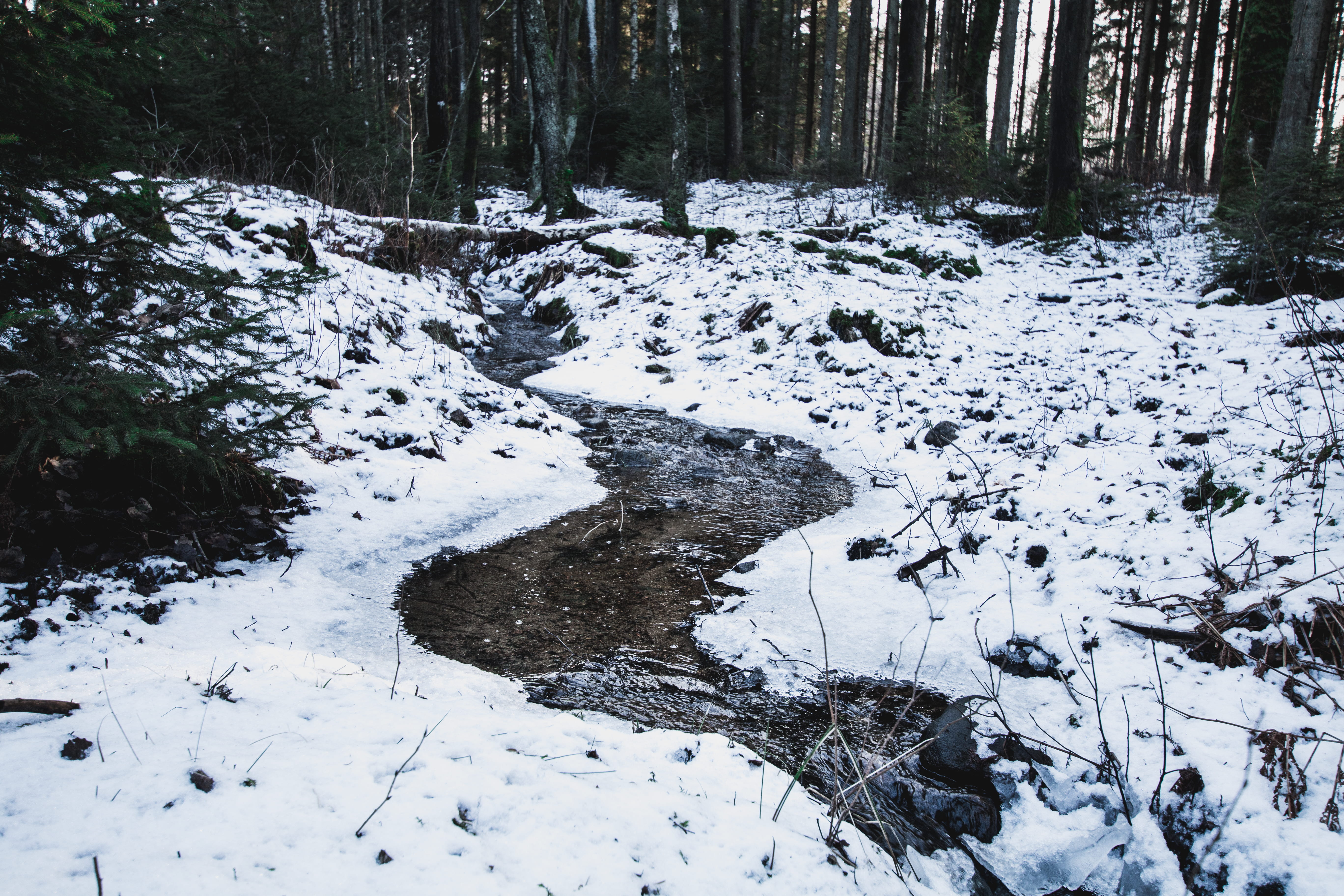 snow covered forest, snow-covered trail, trees, path, winter