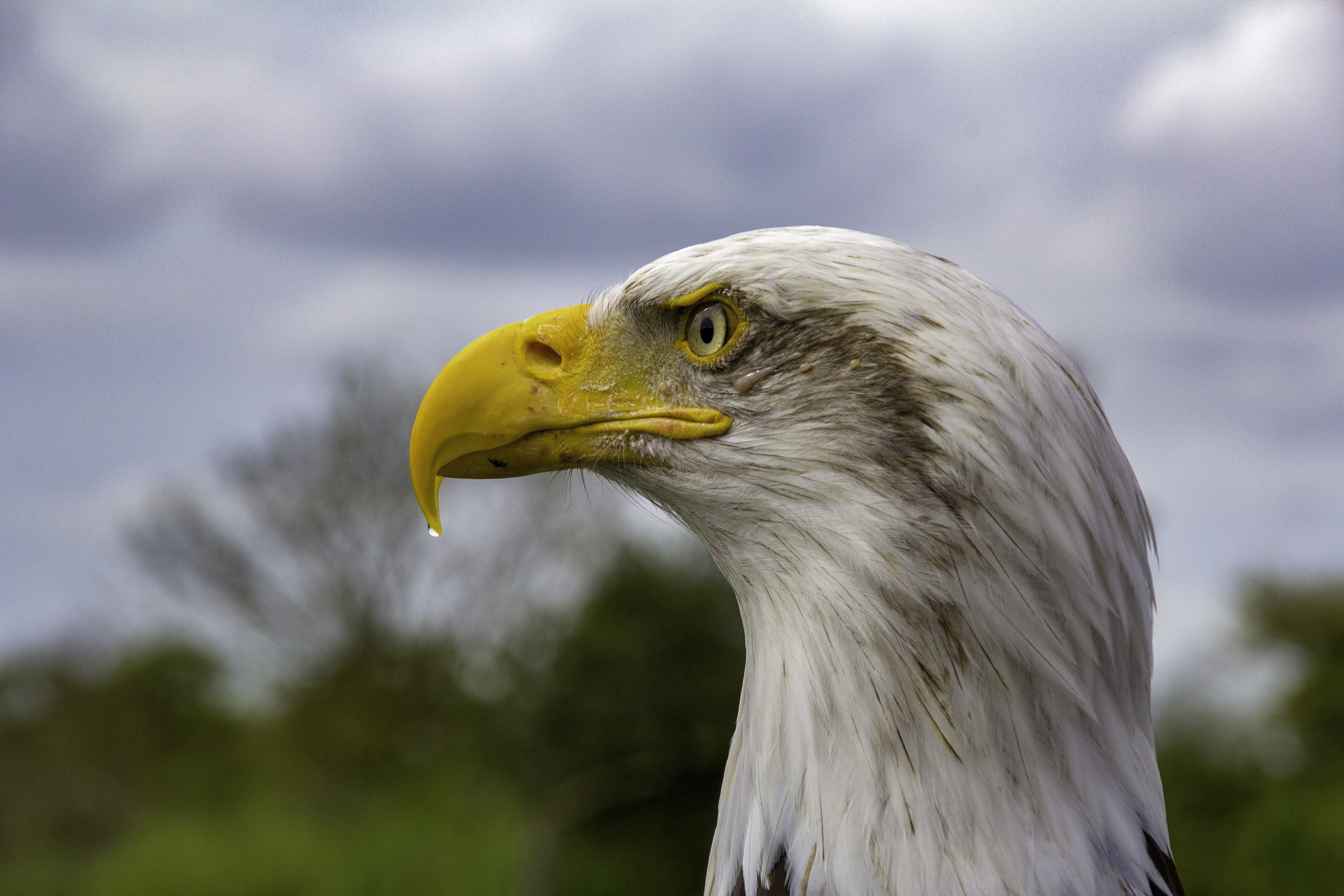 bird, feather, beak, bald eagle, nature, hawk conservancy, raptor
