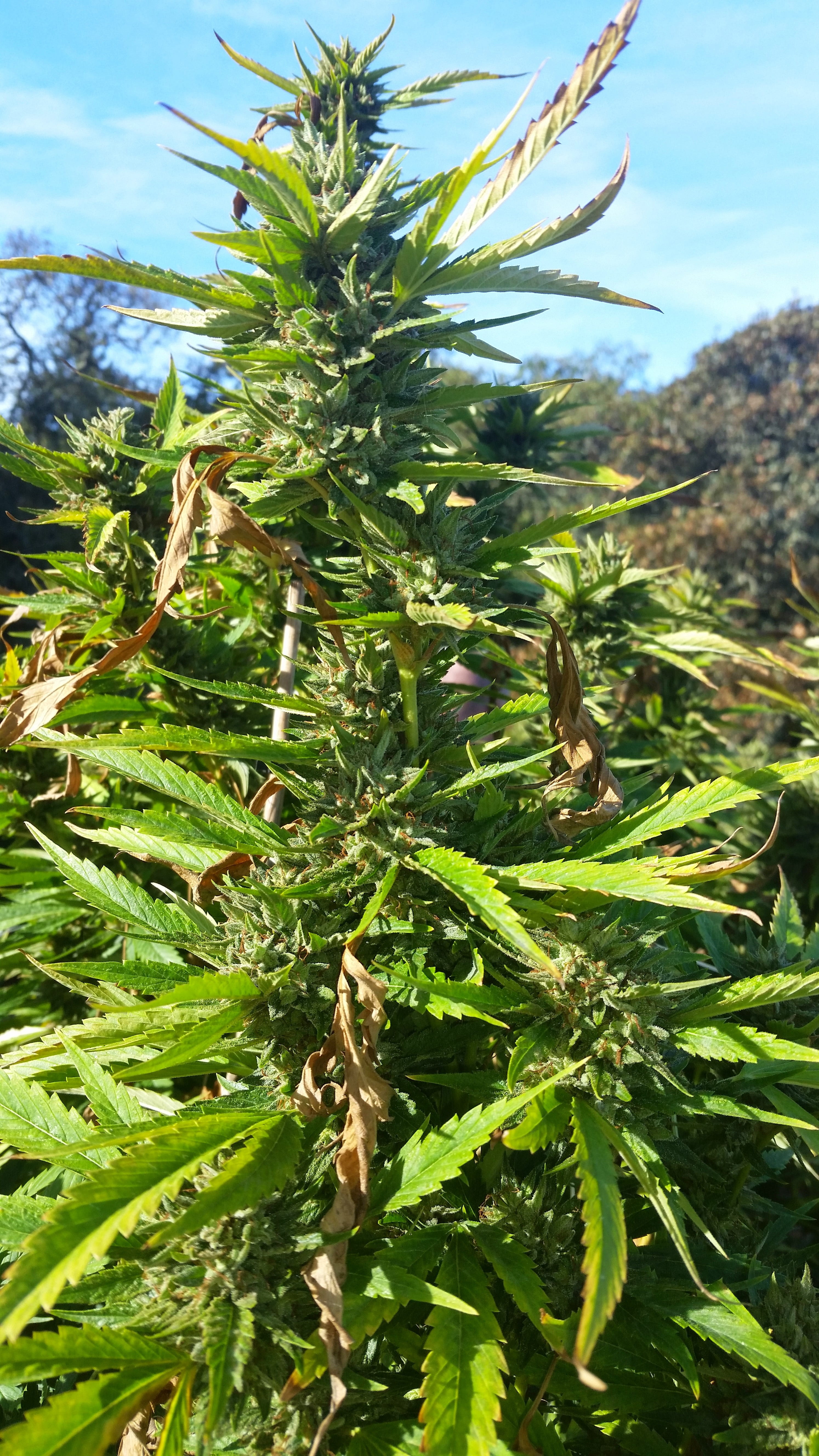 marijuana, pot, cannabis, plant, weed, herb, medicine, medical