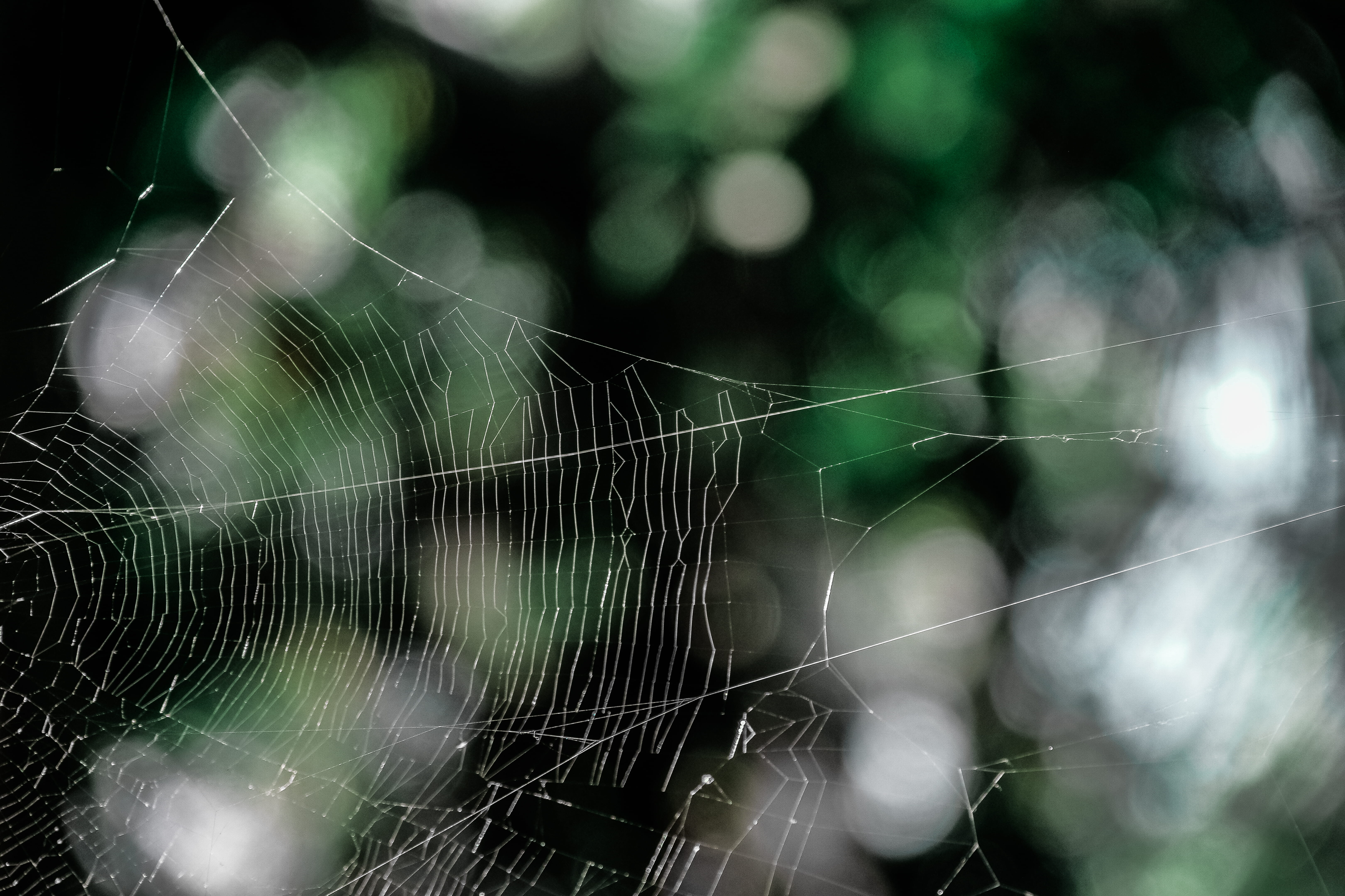 pattern, macro, cobweb, spider's web, spider web, spiderweb, fragility