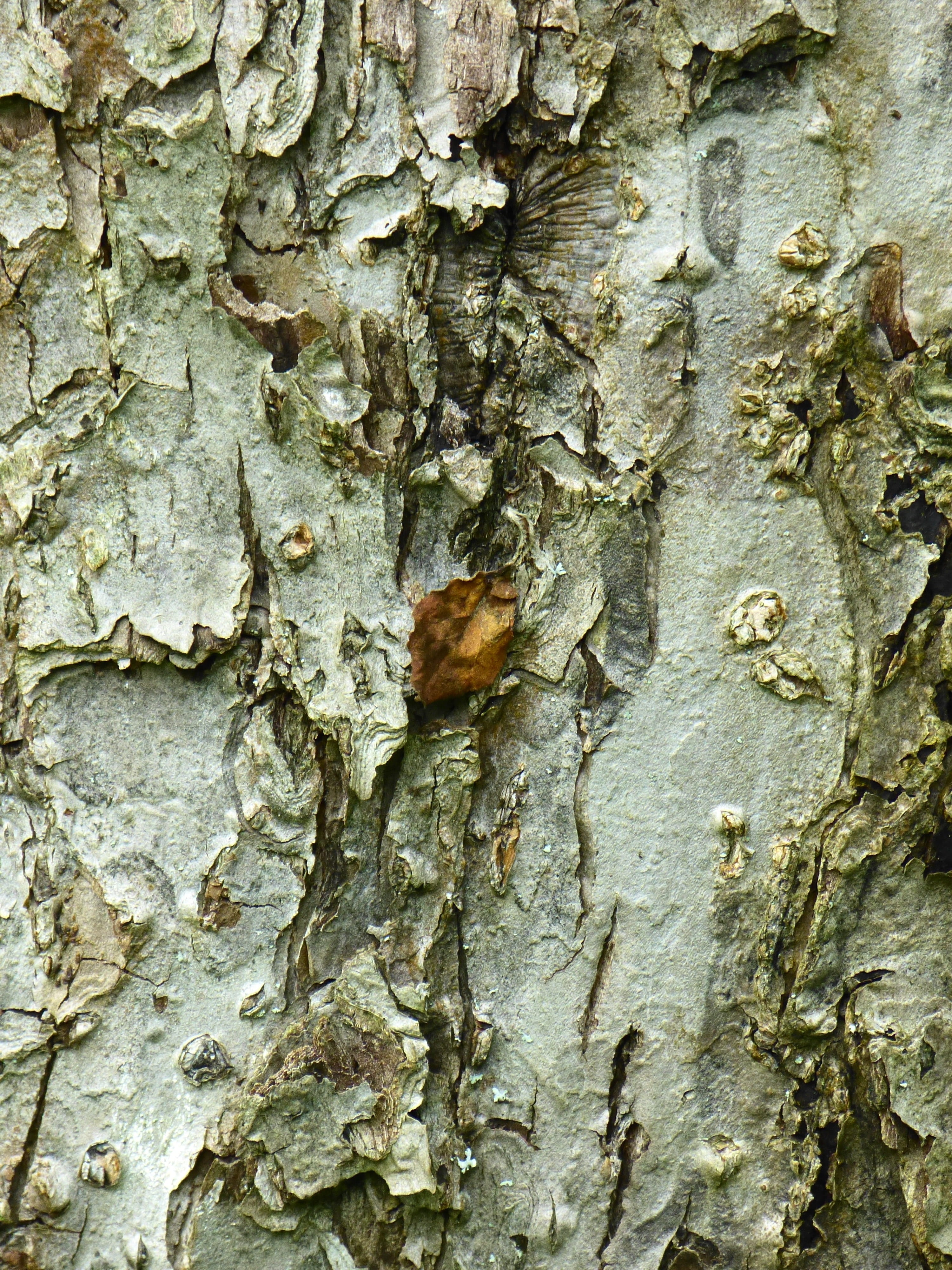 Bark, Apple Tree, Tribe, fruit tree, close, leaf, textured