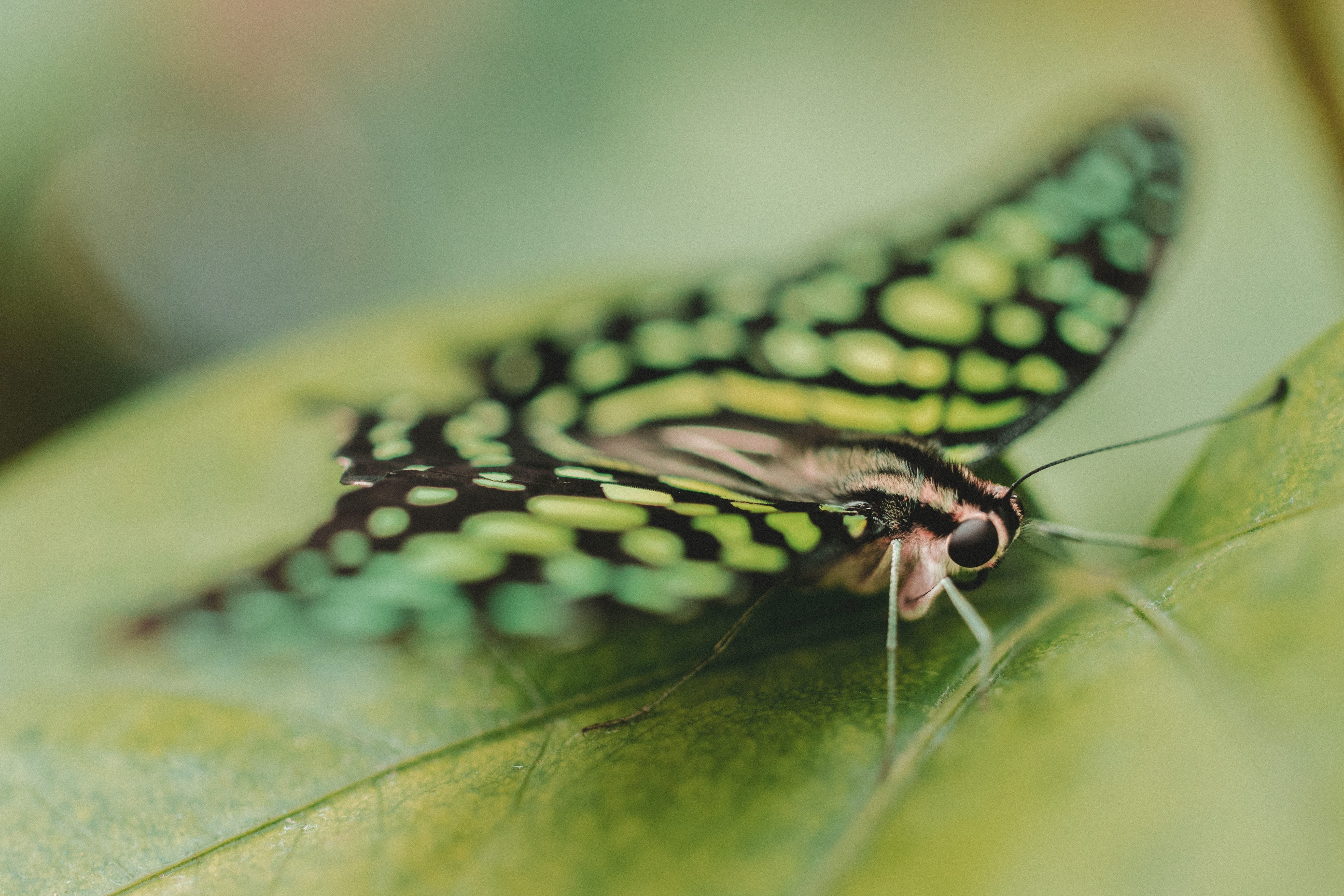 butterfly, moth, insect, macro, close up, nectar, pollen, flower