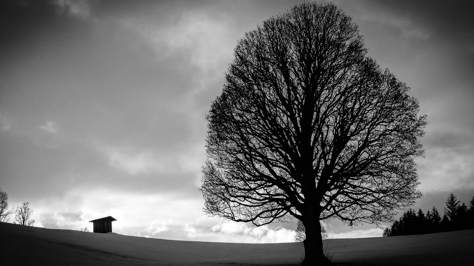Tree, Back Light, Clouds, black and white, cloud - sky, bare tree