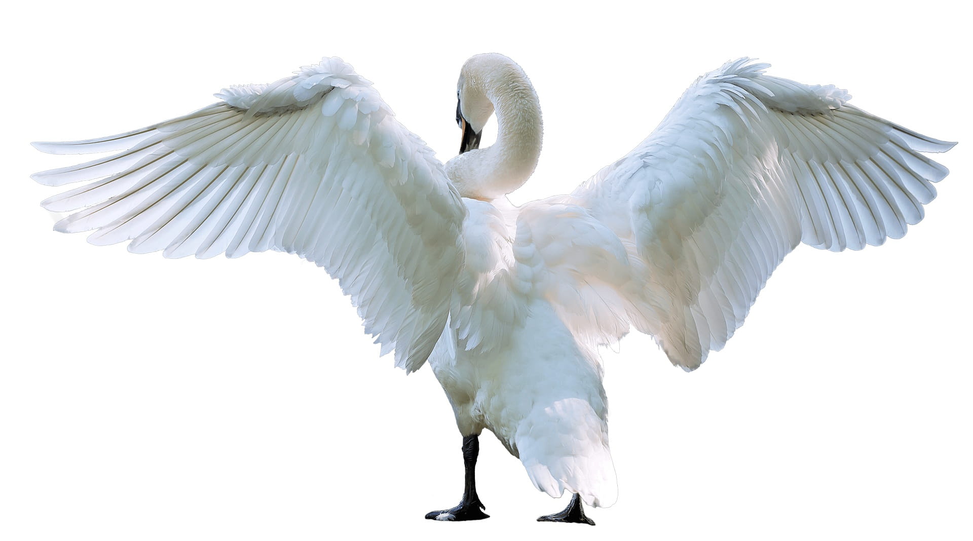 white swan spreading wing, close-up, photo, bird, nature, elegance