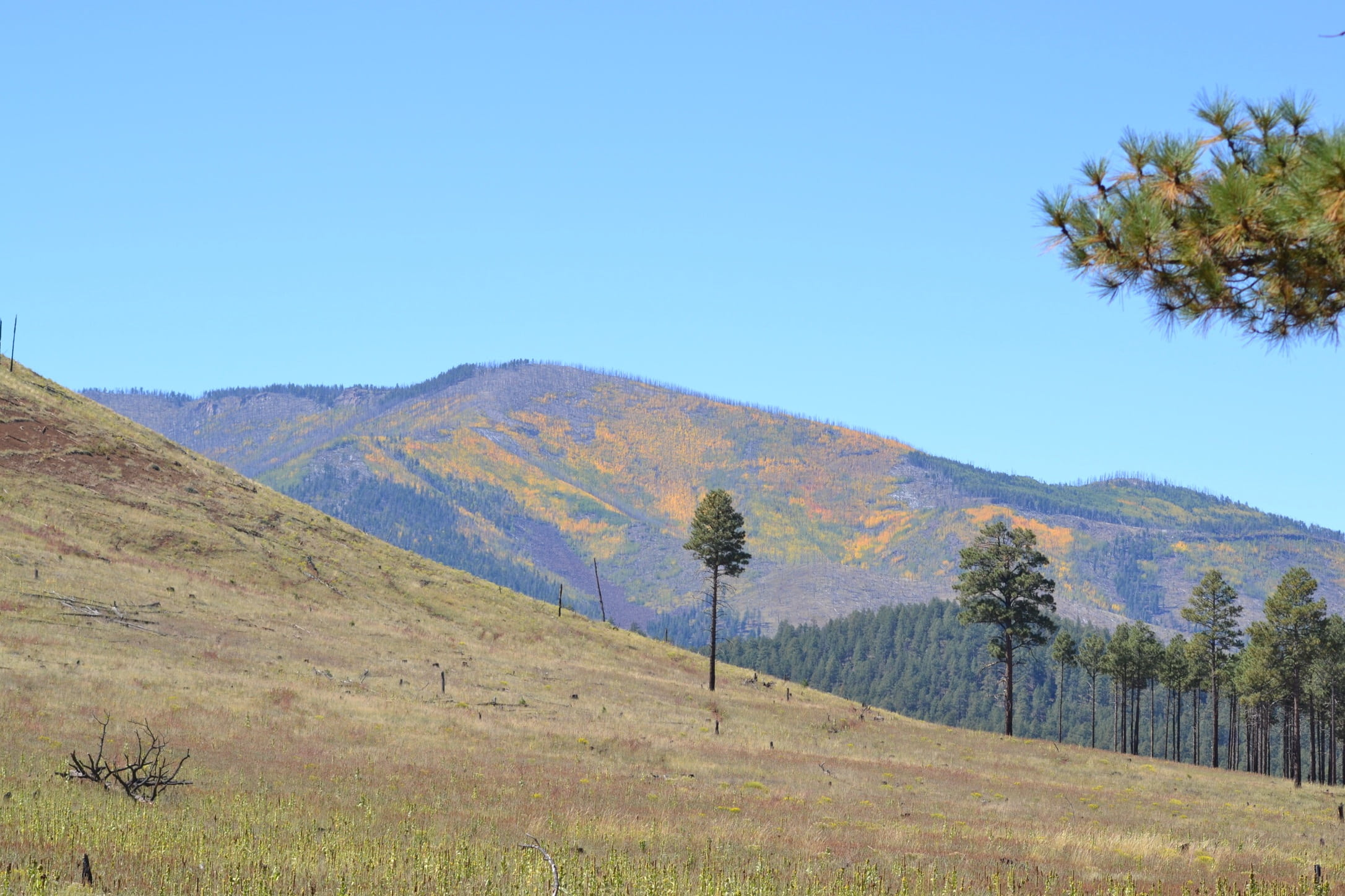 background image, fall, mountain, plant, tree, sky, landscape